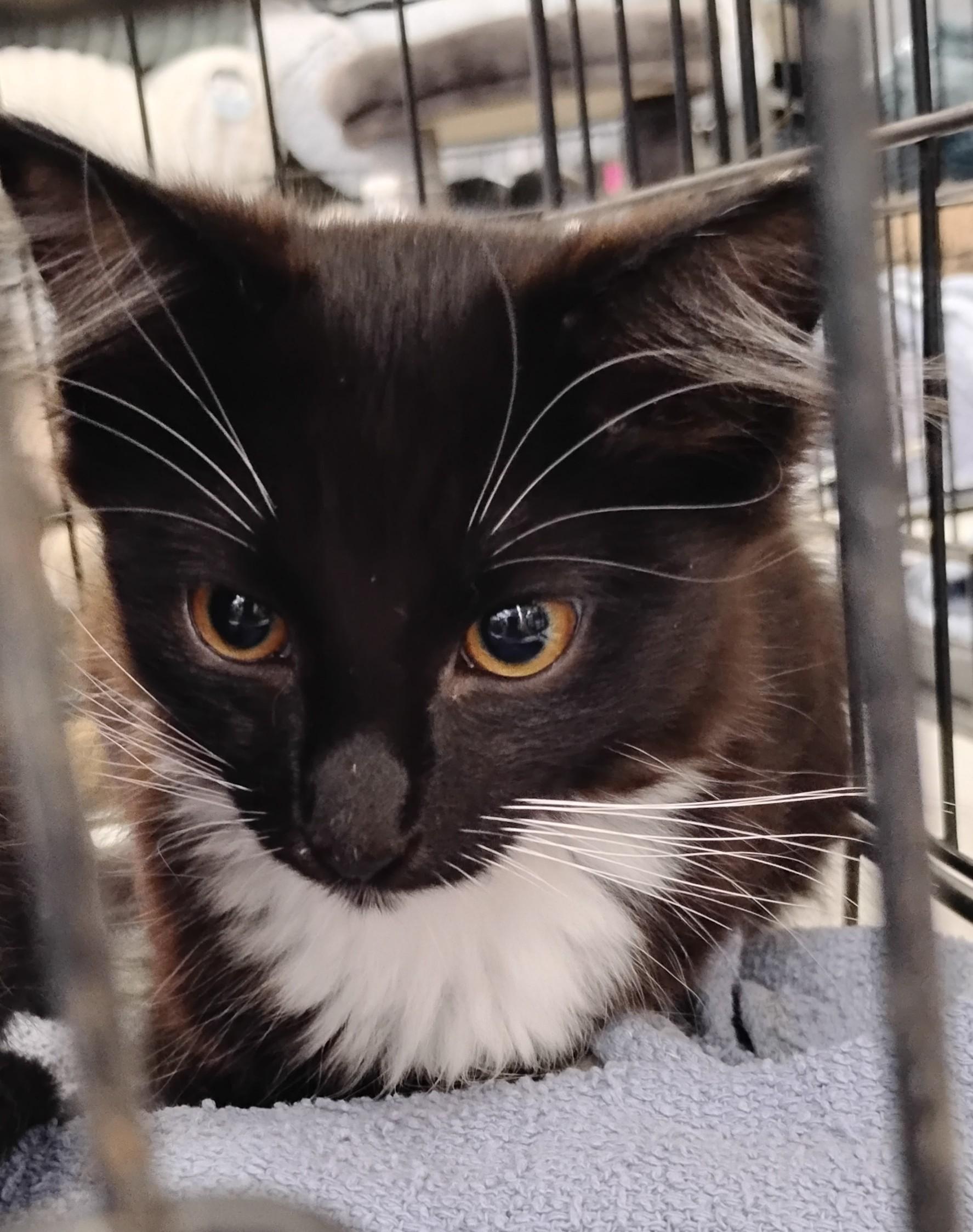 Bella, an adopted Domestic Long Hair in Woodland, CA image 3/6