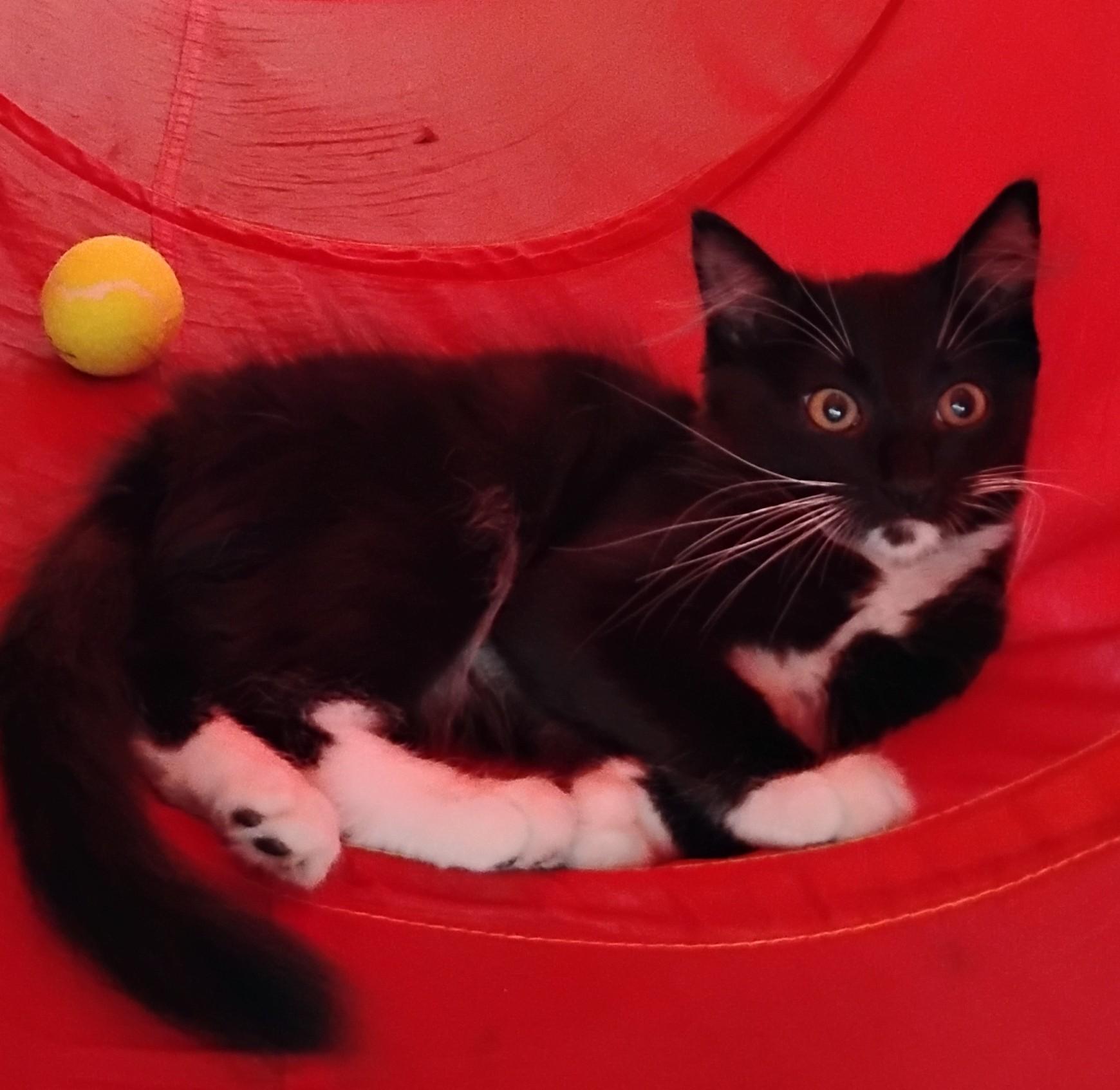Bella, an adopted Domestic Long Hair in Woodland, CA image 5/6