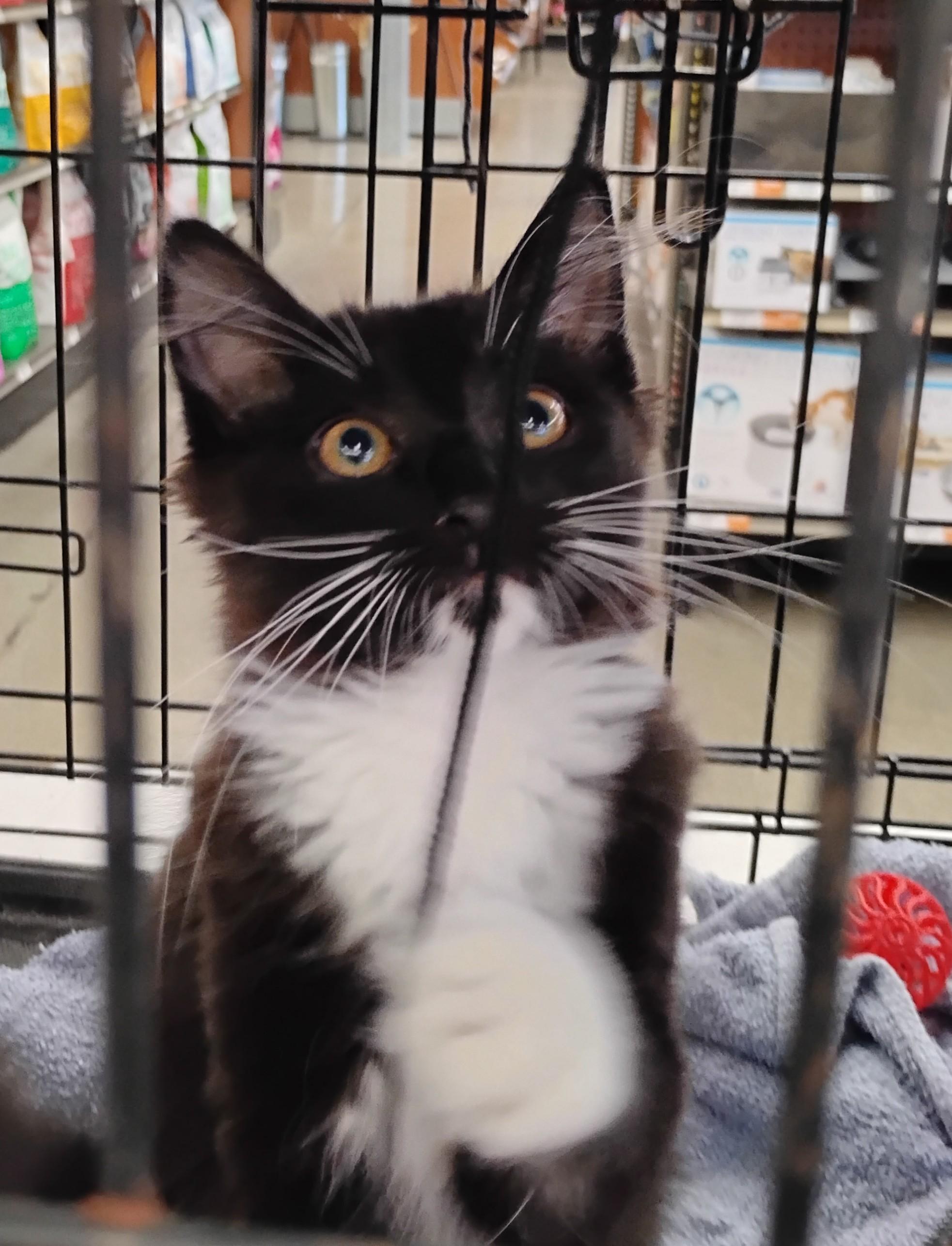 Bella, an adopted Domestic Long Hair in Woodland, CA image 2/6
