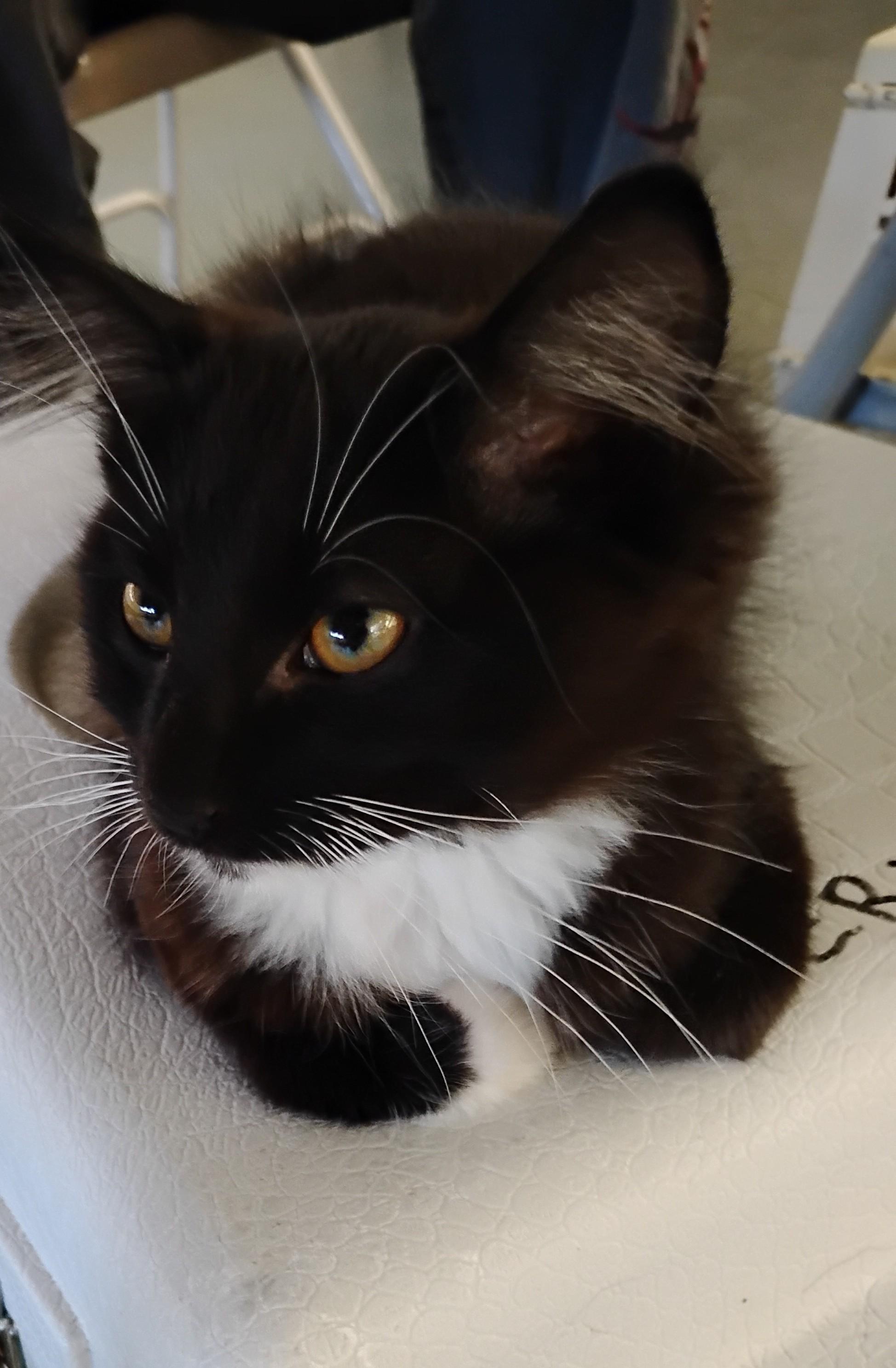 Bella, an adopted Domestic Long Hair in Woodland, CA image 4/6