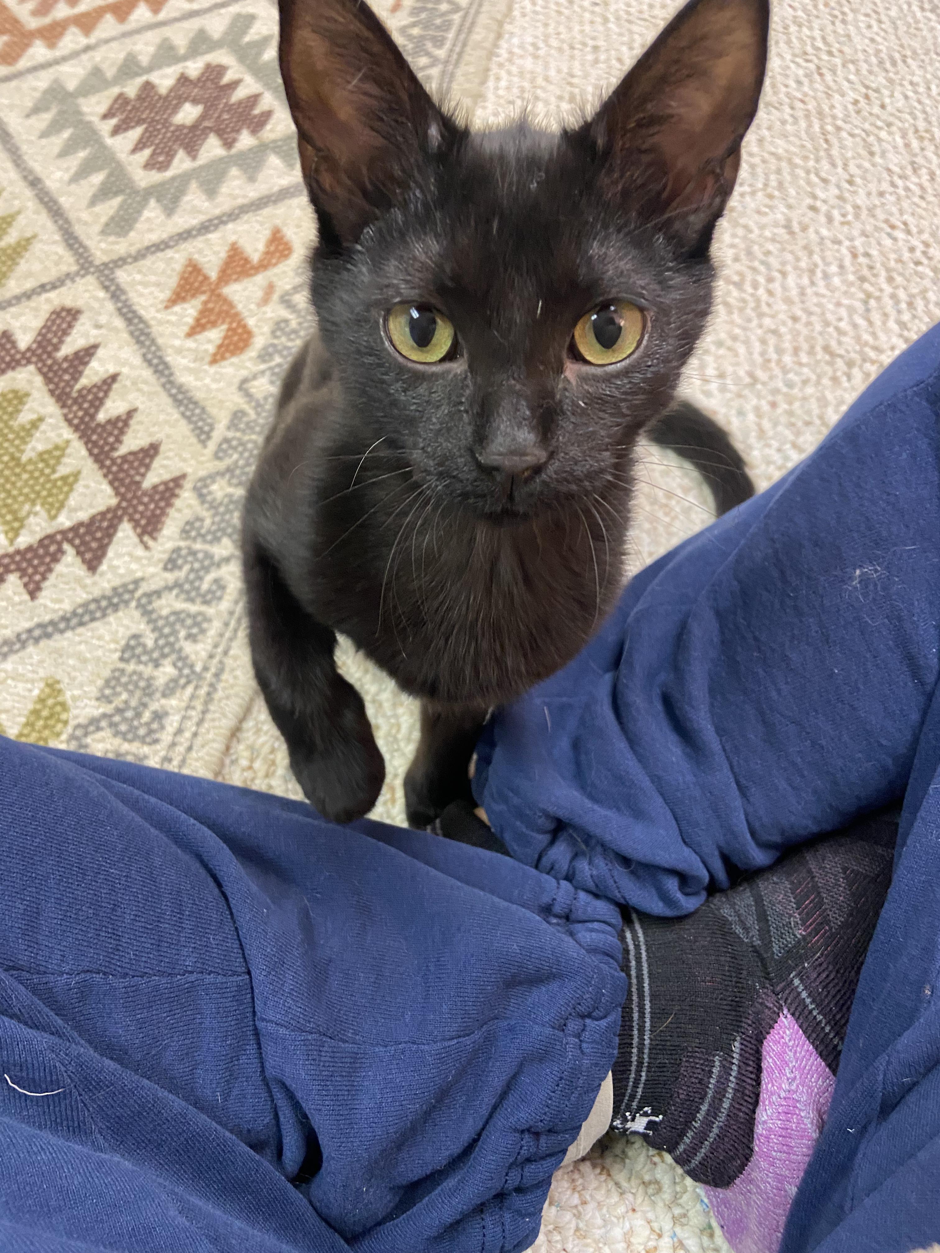 Autumn, an adopted Domestic Short Hair in Greenwood, IN image 4/4