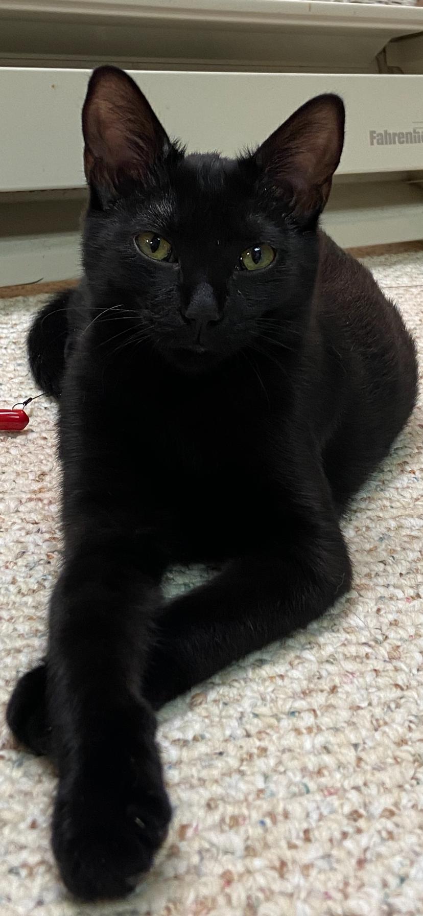 Autumn, an adopted Domestic Short Hair in Greenwood, IN image 3/4