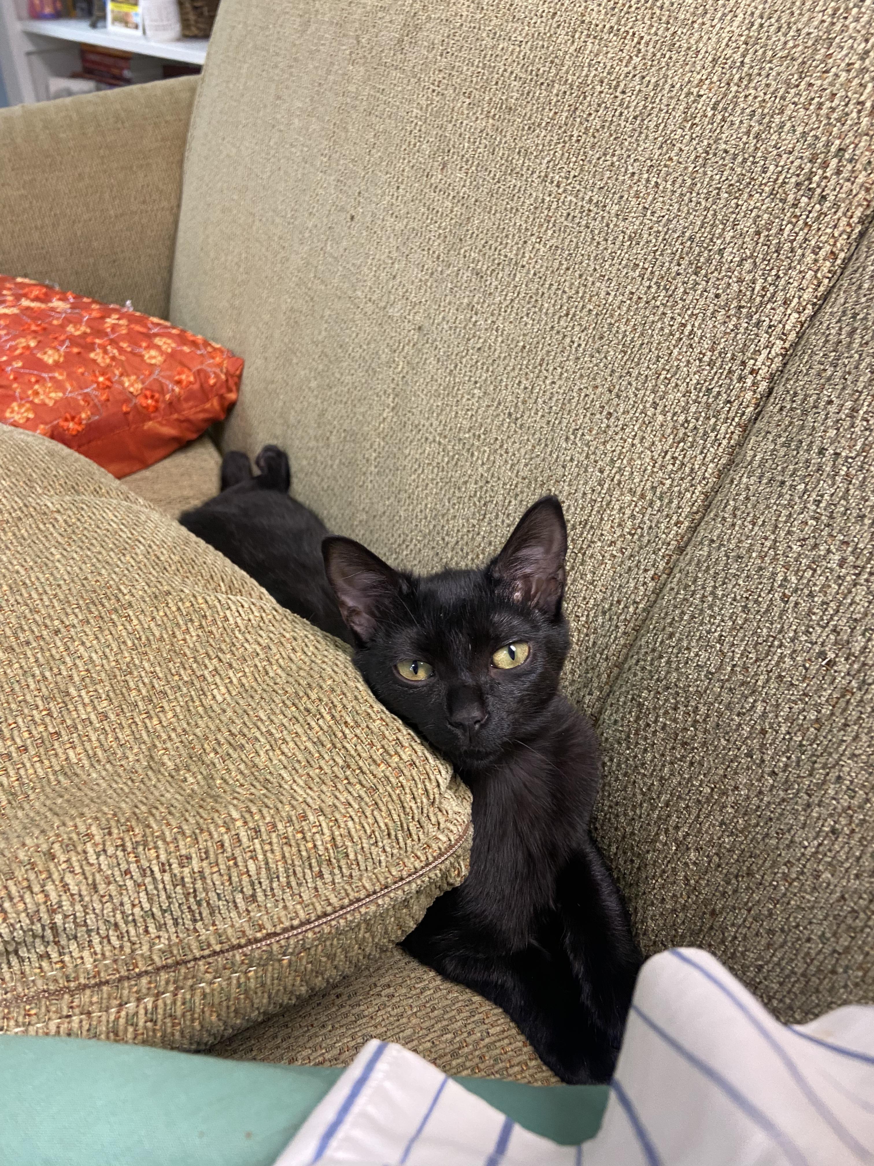 Autumn, adopted, Young Female Domestic Short Hair.