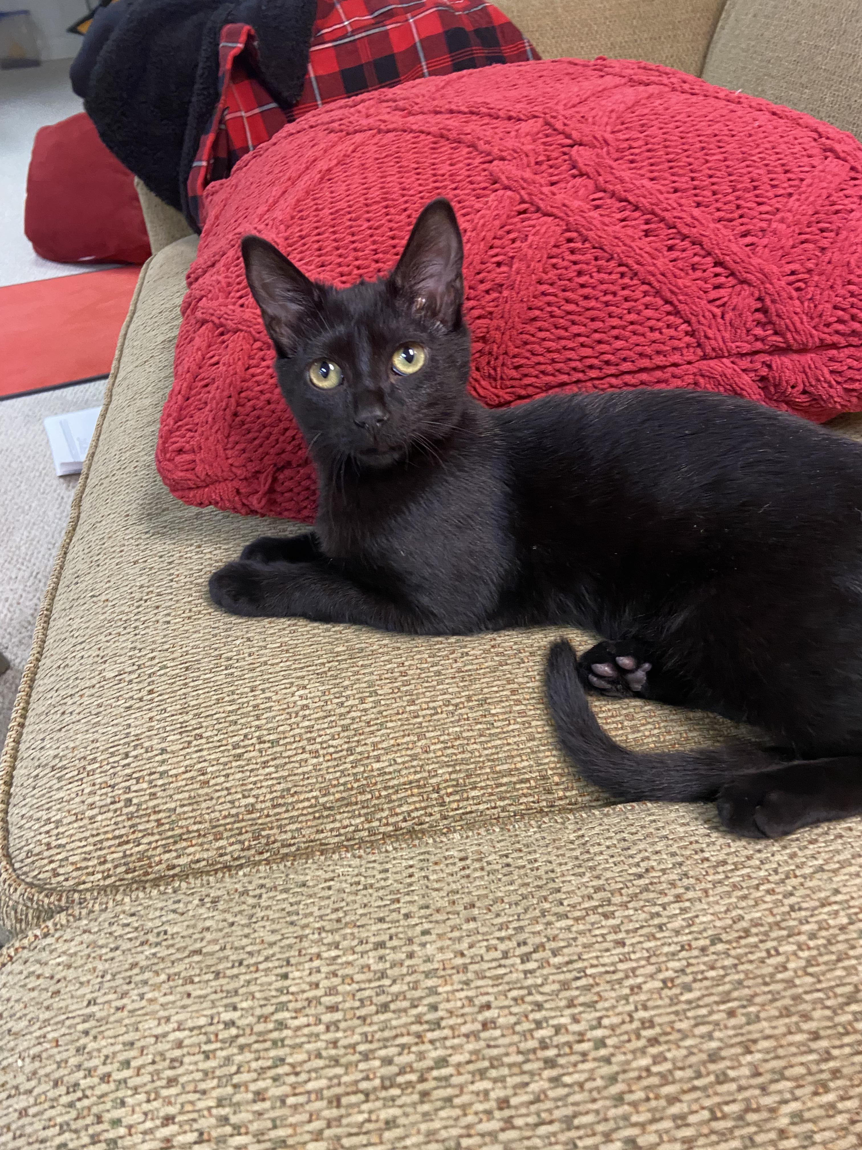 Autumn, an adopted Domestic Short Hair in Greenwood, IN image 2/4