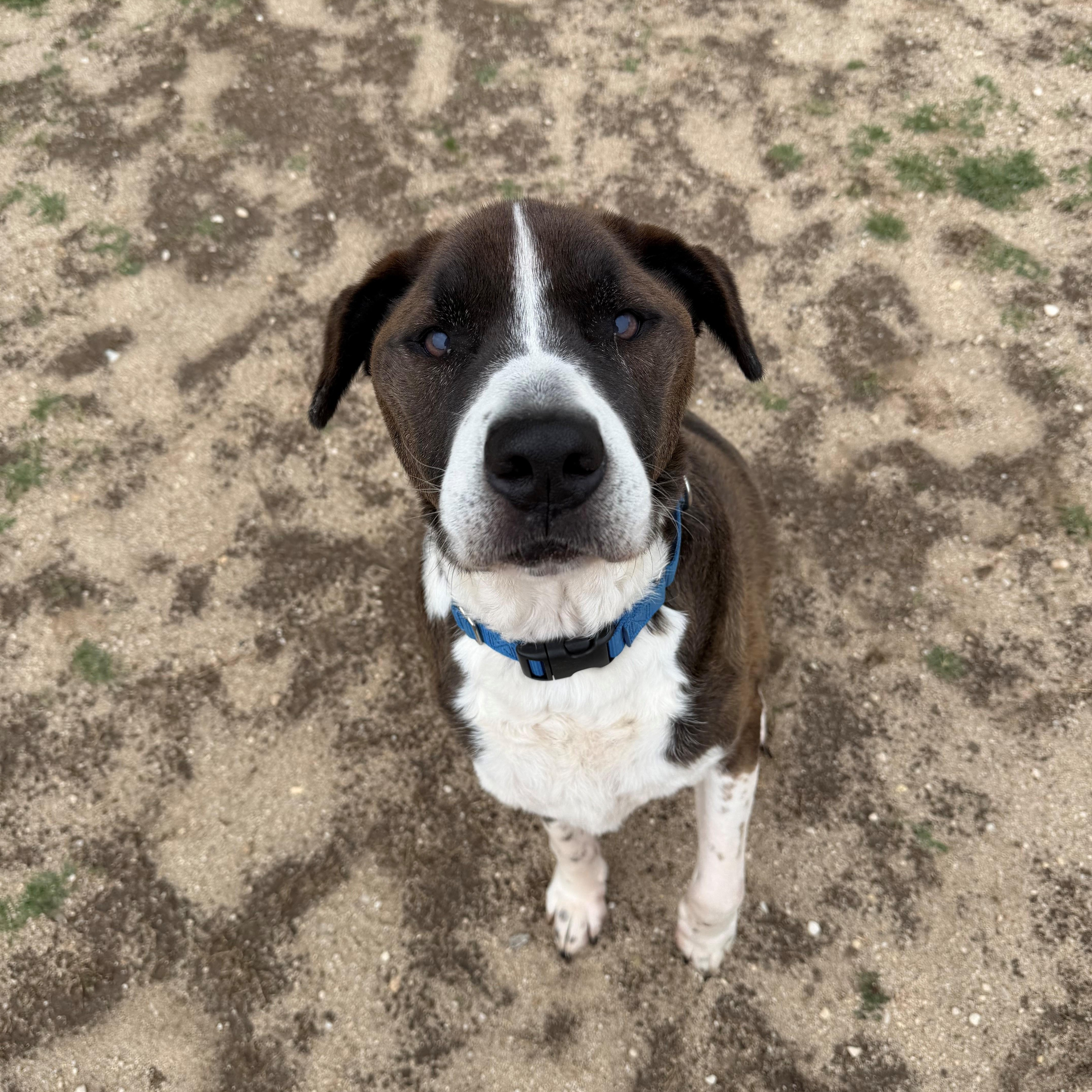 Enlarge OG, a ADOPTABLE mixed breed in East Northport, NY image 1/1