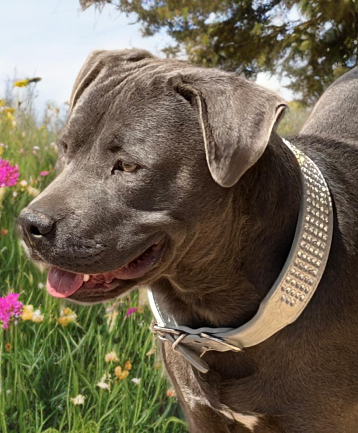 Billy, Adoptable, Adult Male American Staffordshire Terrier.