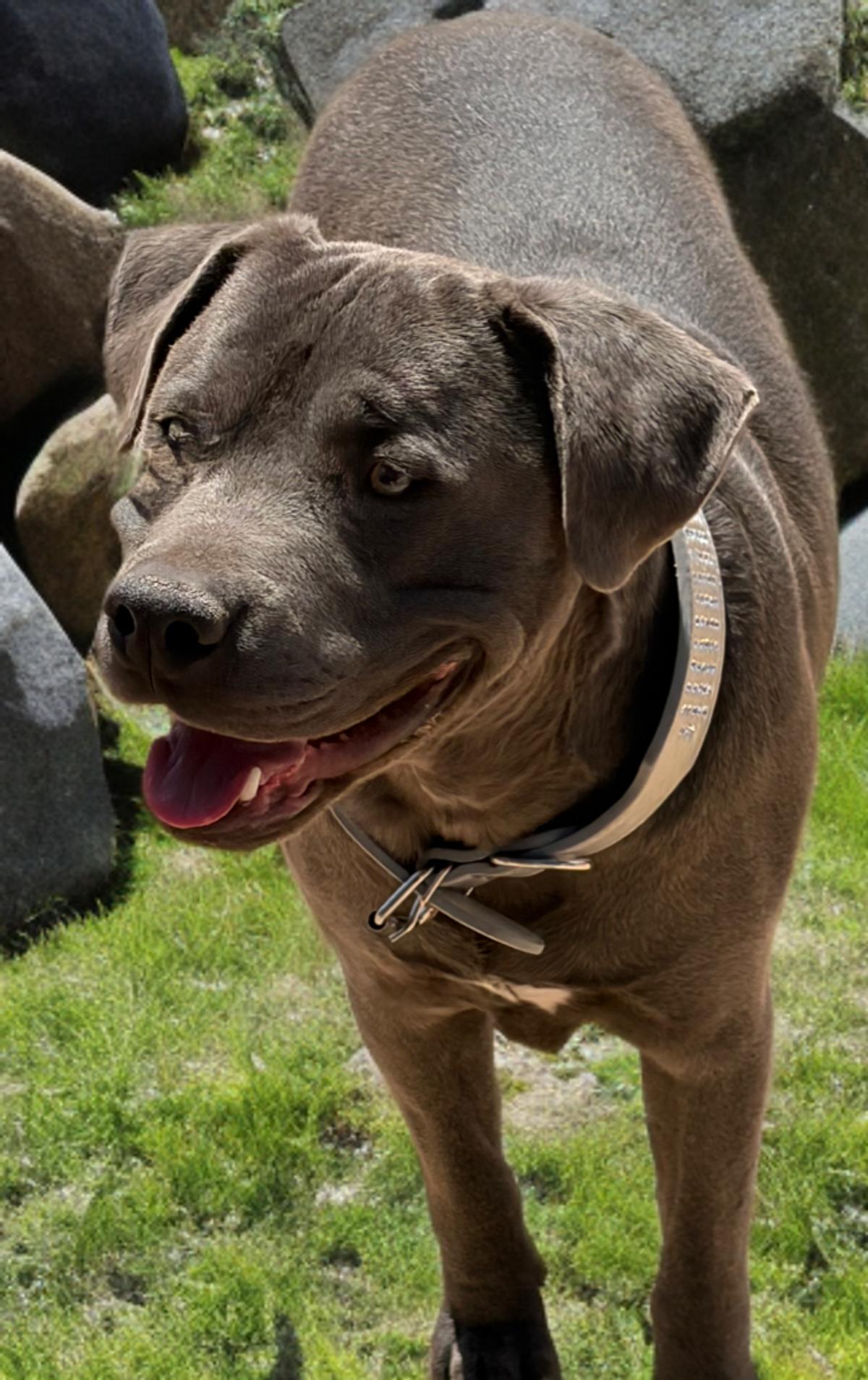 Billy, a Adoptable American Staffordshire Terrier in Kingman, AZ image 2/3