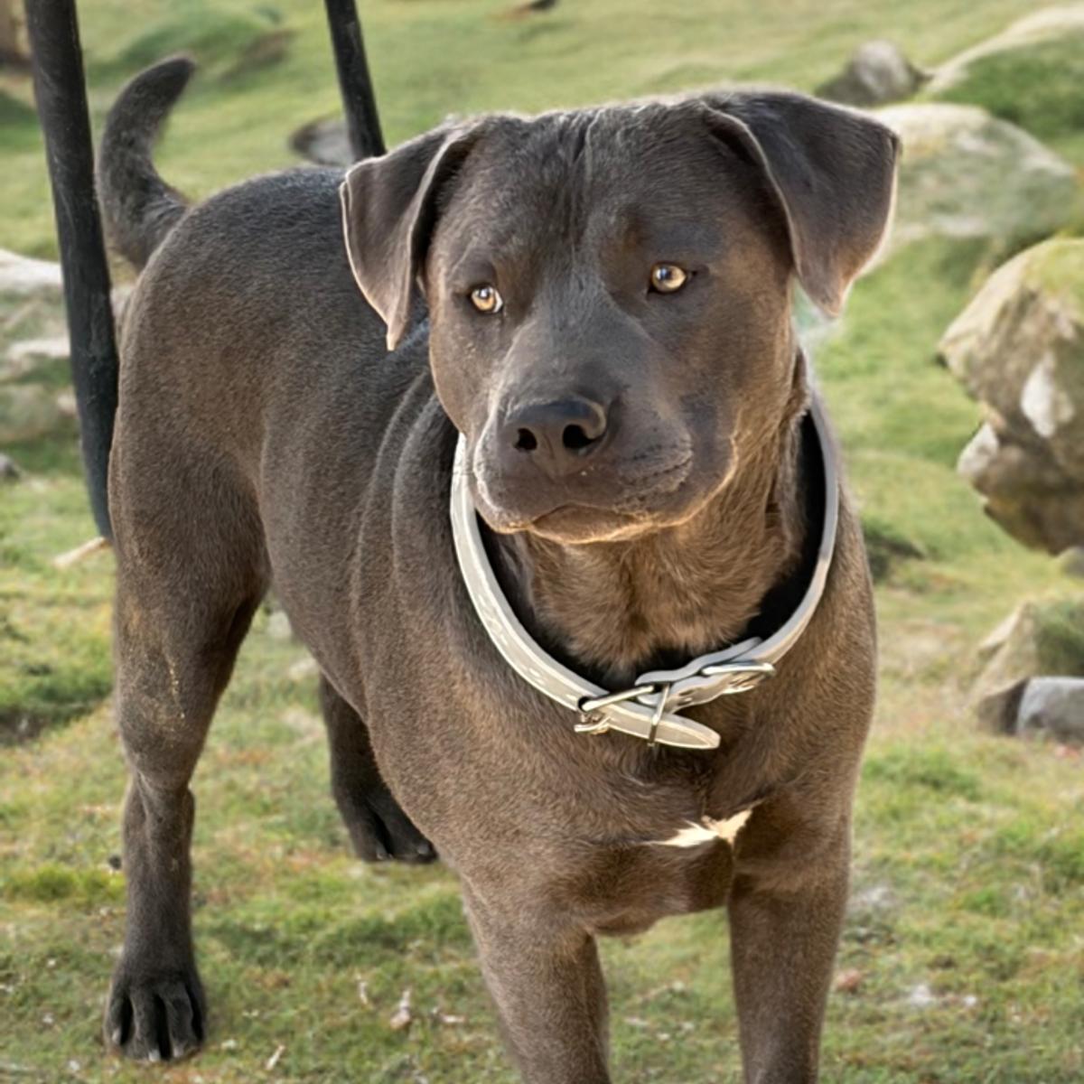 Billy, a Adoptable American Staffordshire Terrier in Kingman, AZ image 3/3