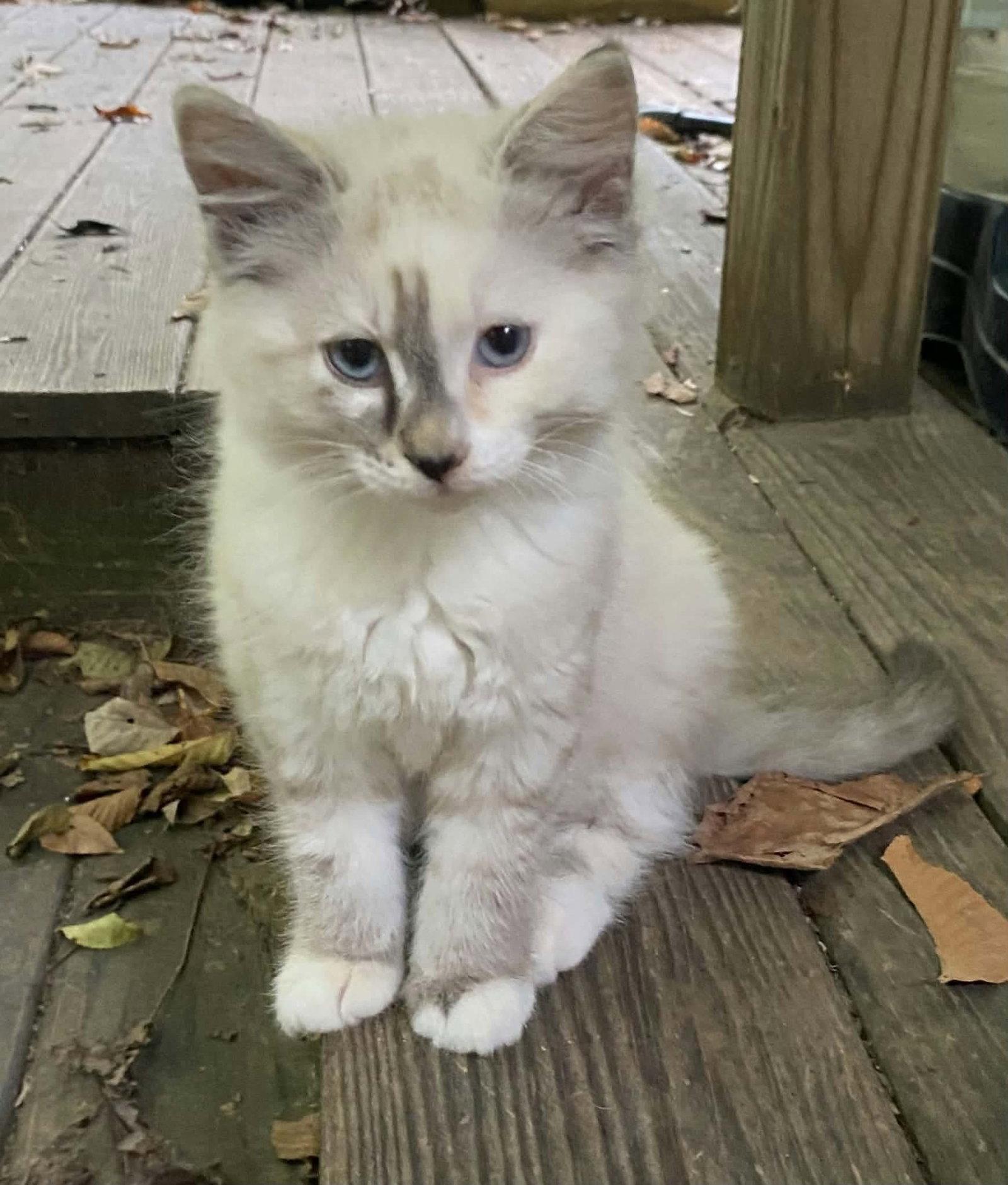 Nod, Adoptable, Kitten Female Domestic Long Hair.