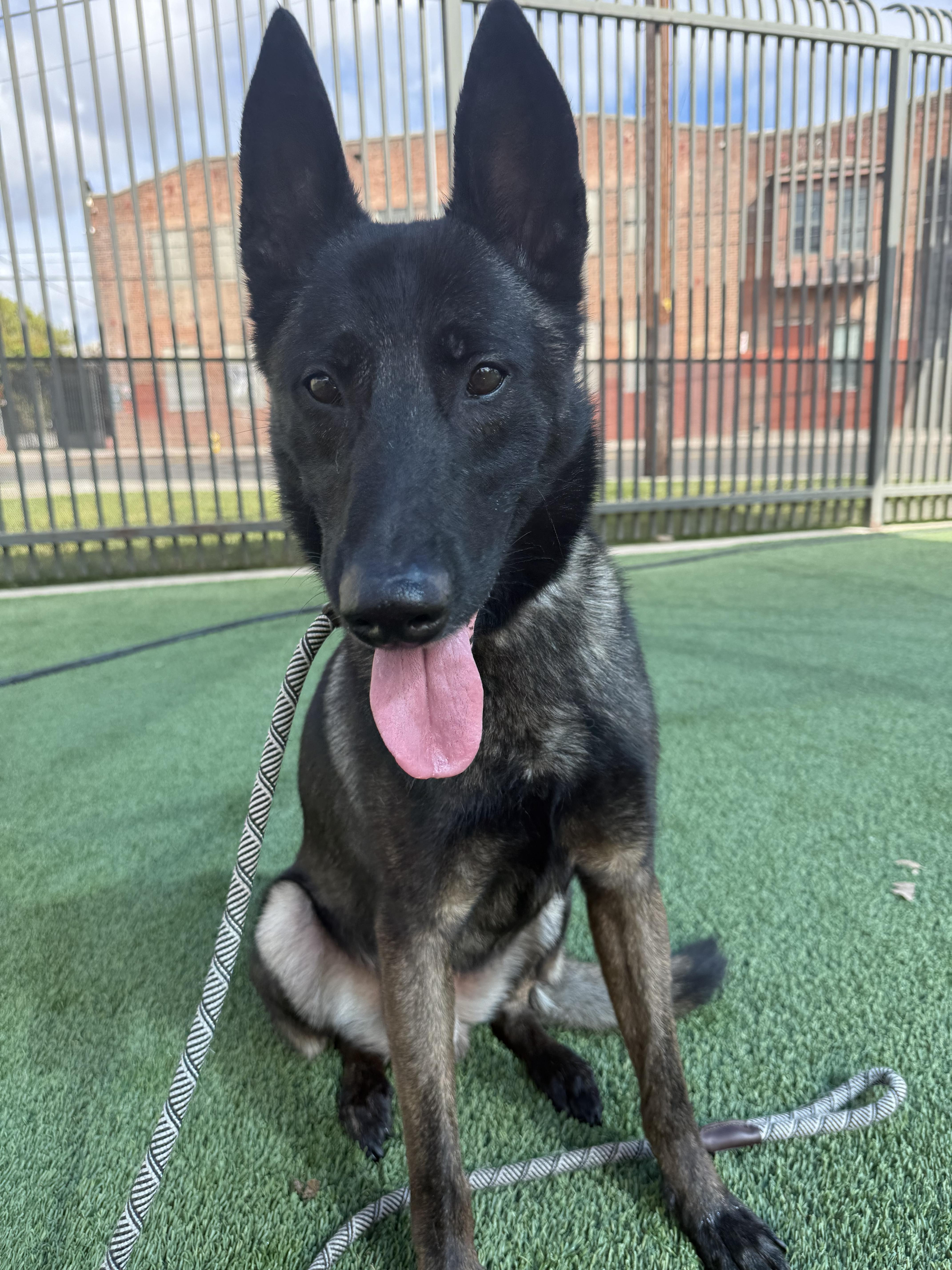 Zoshi, Adoptable, Adult Male Belgian Shepherd / Malinois.