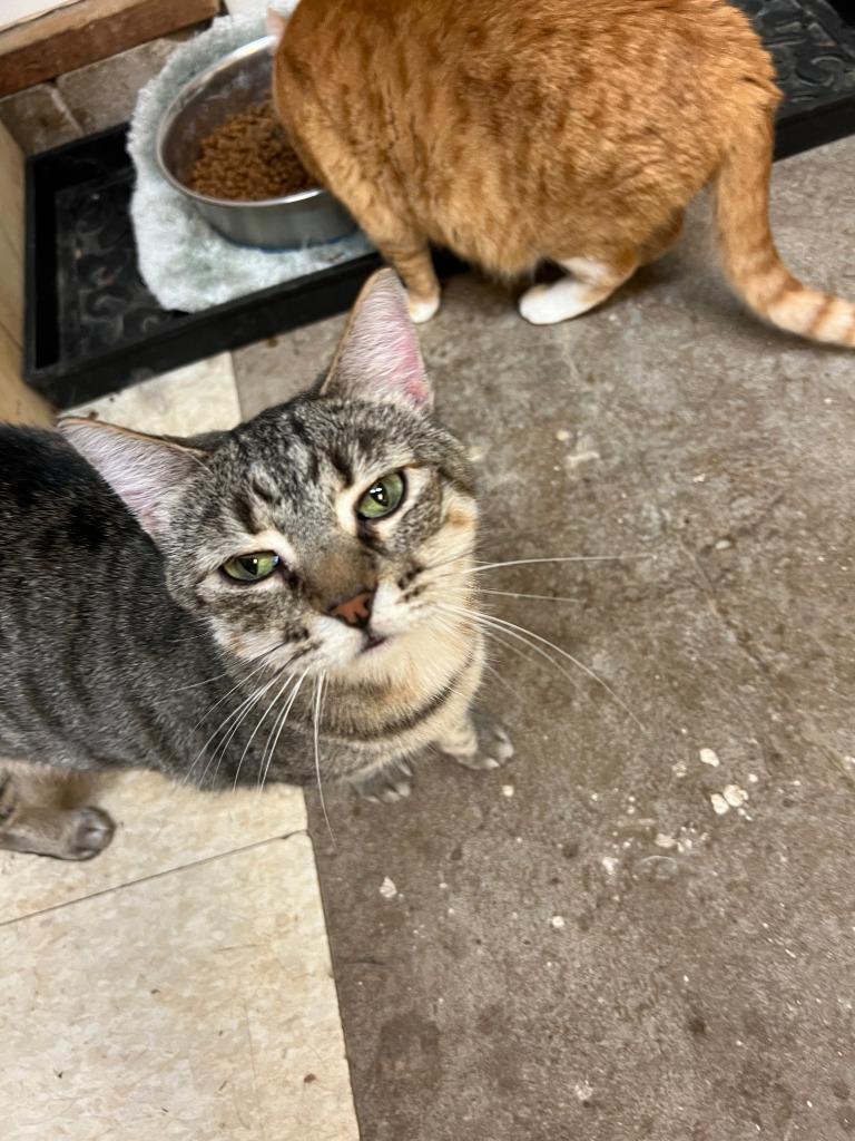 Frisky, a Adoptable mixed breed in Hastings, NE image 1/5