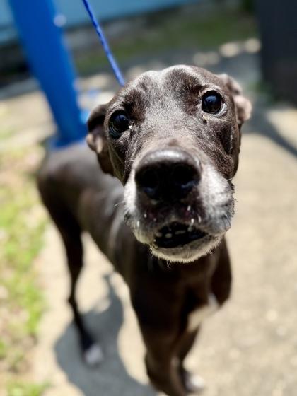 Berry, a Adoptable mixed breed in New Orleans, LA image 1/3