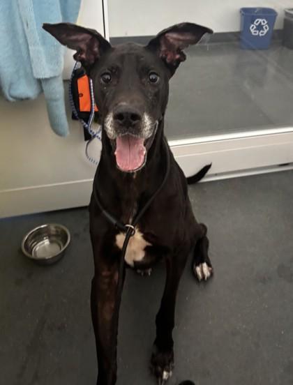 Berry, a Adoptable mixed breed in New Orleans, LA image 2/3