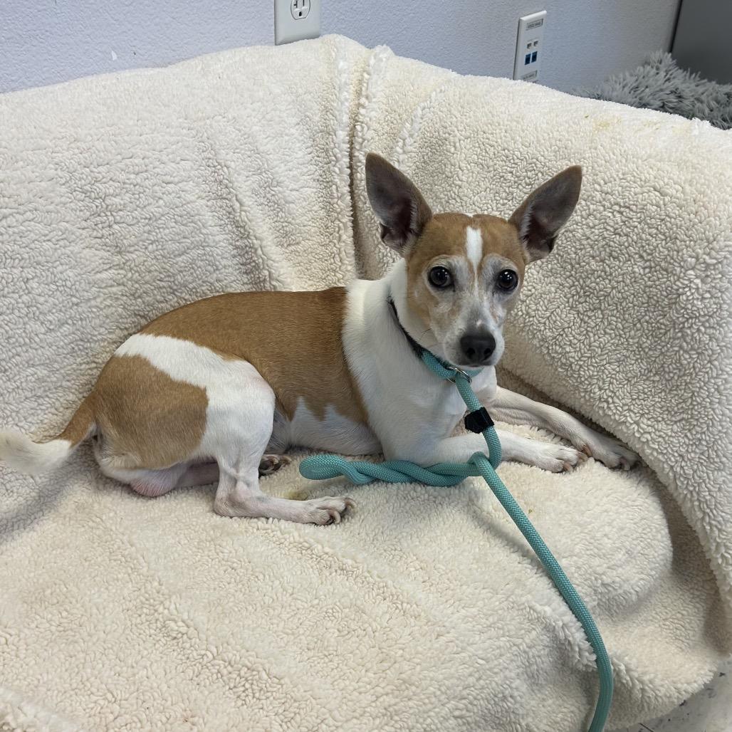 Enlarge Alvin, a Adoptable mixed breed in San Mateo, CA image 1/6