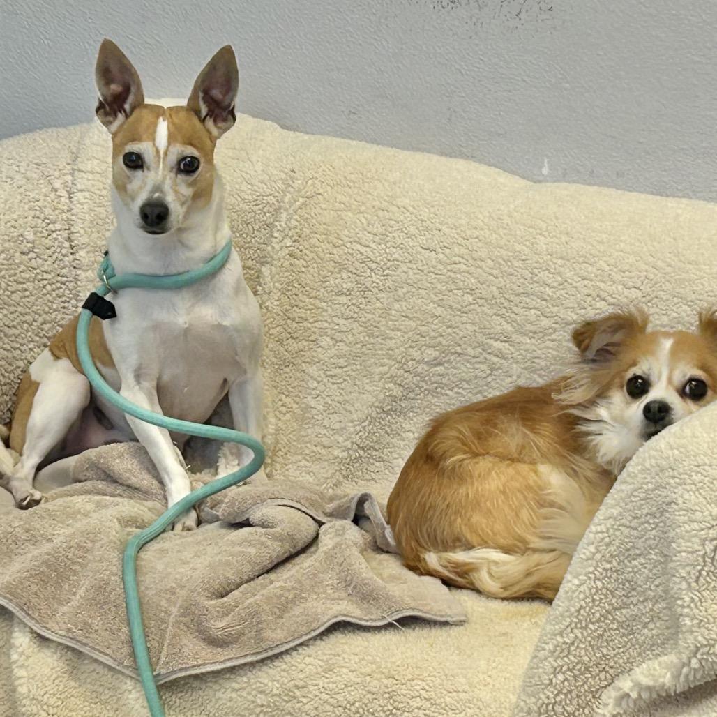 Enlarge Alvin, a Adoptable mixed breed in San Mateo, CA image 2/6