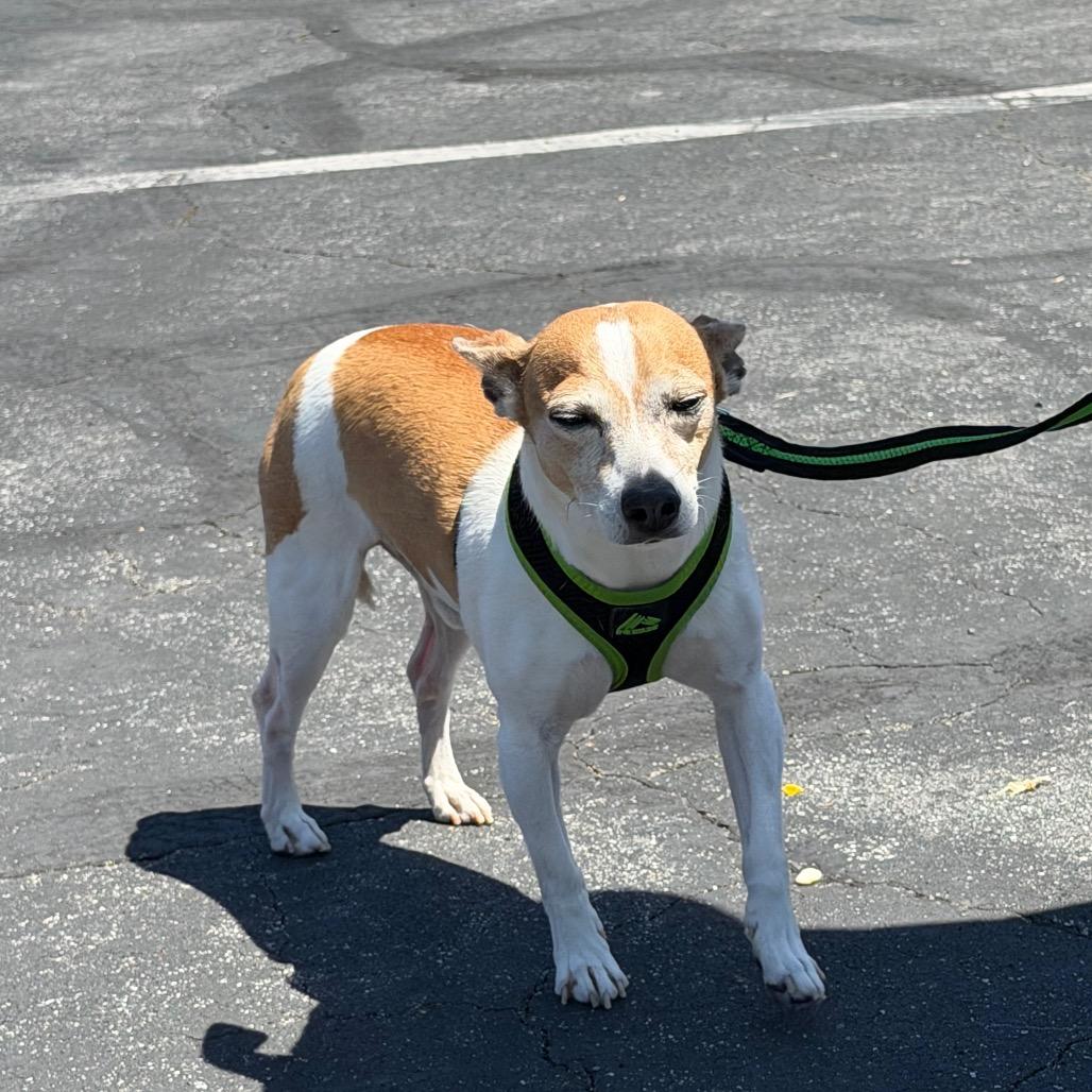 Enlarge Alvin, a Adoptable mixed breed in San Mateo, CA image 3/6