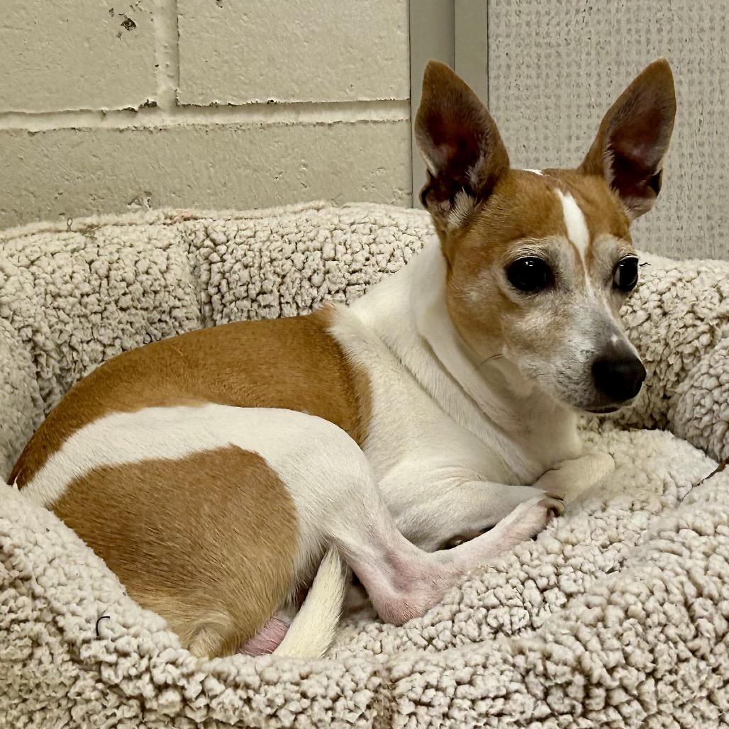 Enlarge Alvin, a Adoptable mixed breed in San Mateo, CA image 4/6