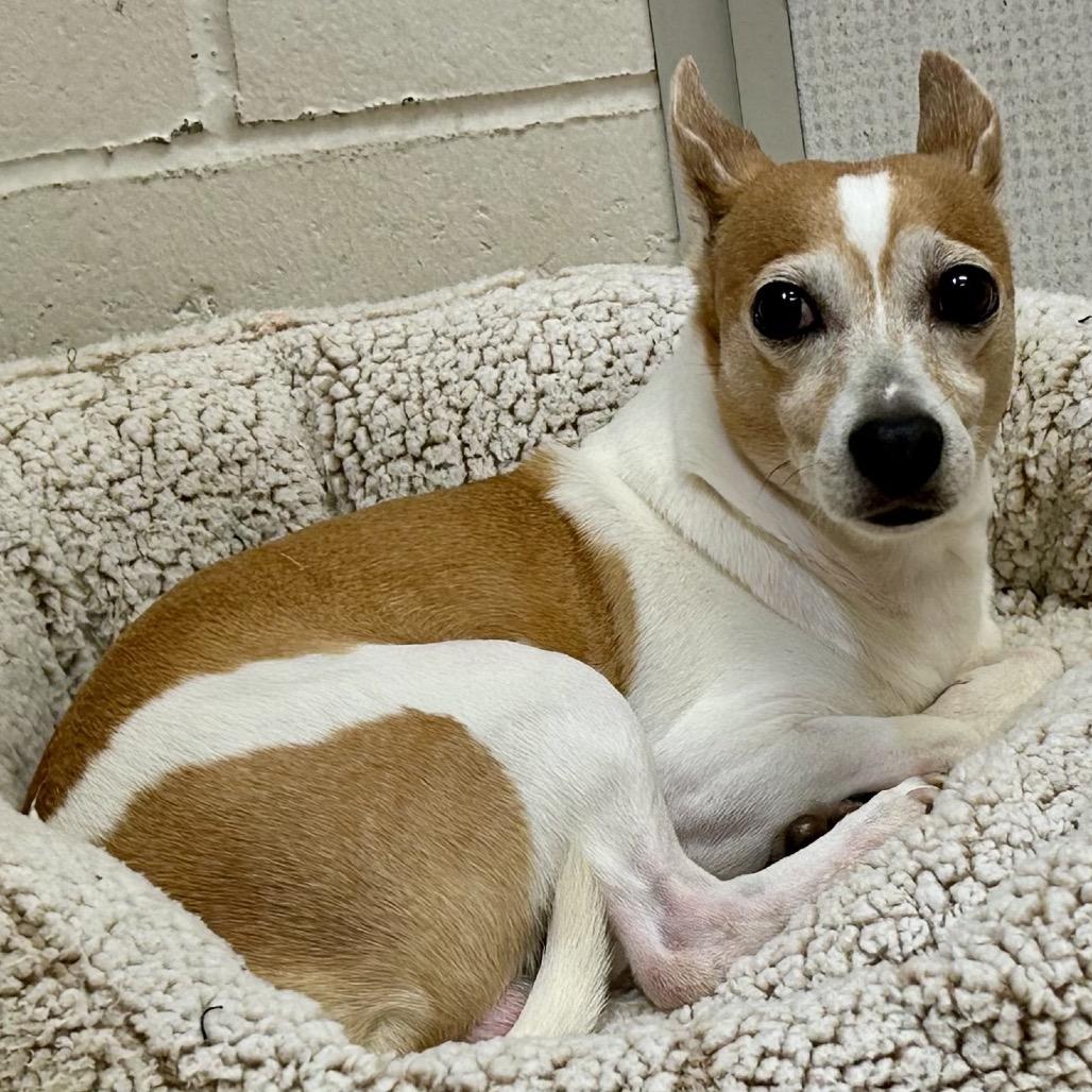 Enlarge Alvin, a Adoptable mixed breed in San Mateo, CA image 5/6