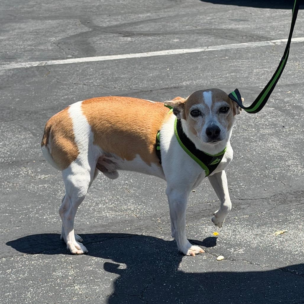 Enlarge Alvin, a Adoptable mixed breed in San Mateo, CA image 6/6