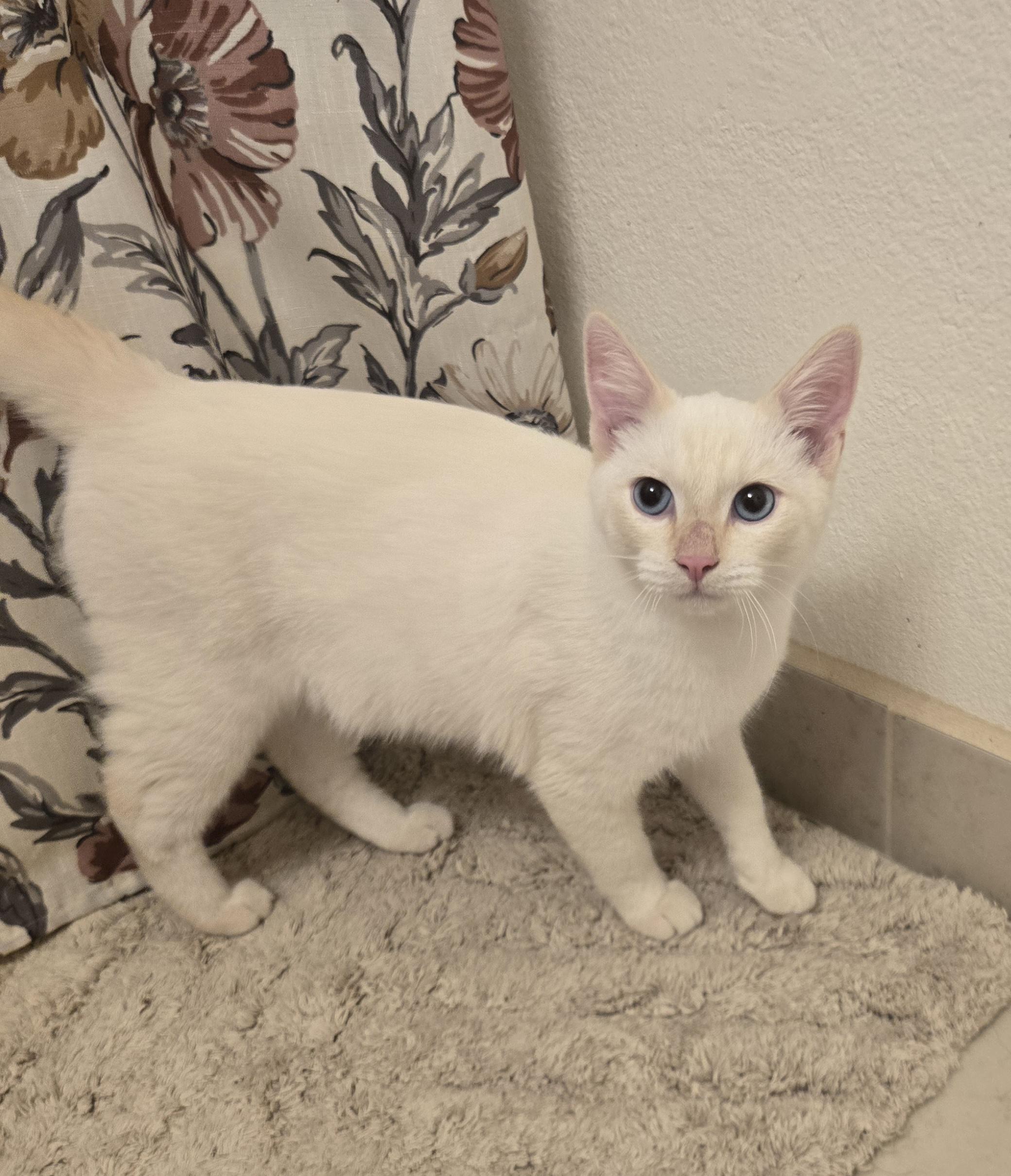 Casper, Adoptable, Young Male Siamese.