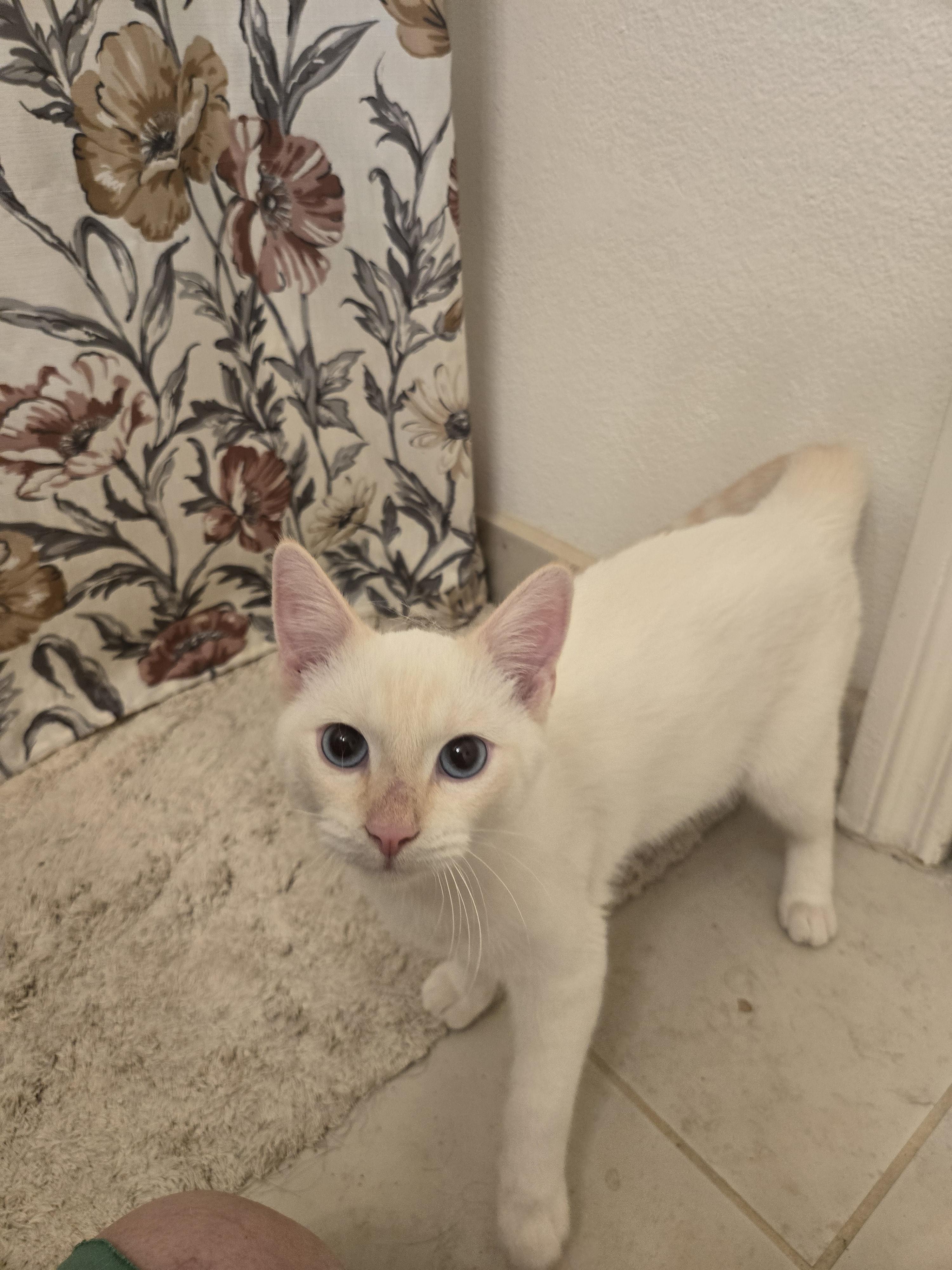 Enlarge Casper, a Adoptable Siamese in Fullerton, CA image 2/2