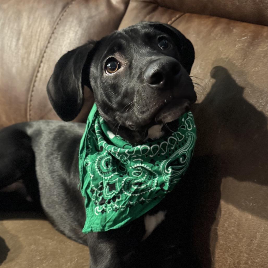 Johnny, Adoptable, Puppy Male Mixed Breed.