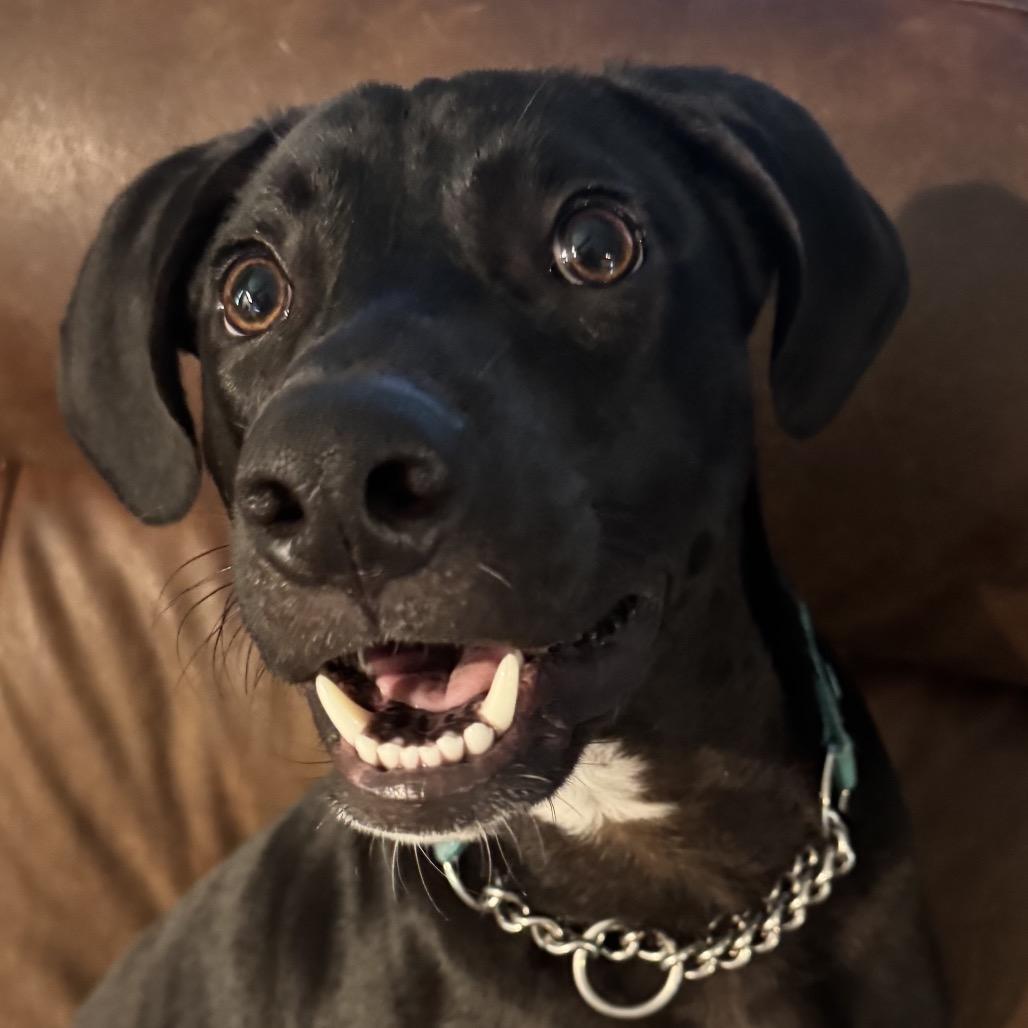 Johnny, a Adoptable Mixed Breed in Sarasota, FL image 2/6