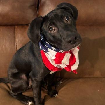 Enlarge Johnny, a Adoptable Mixed Breed in Sarasota, FL image 2/6