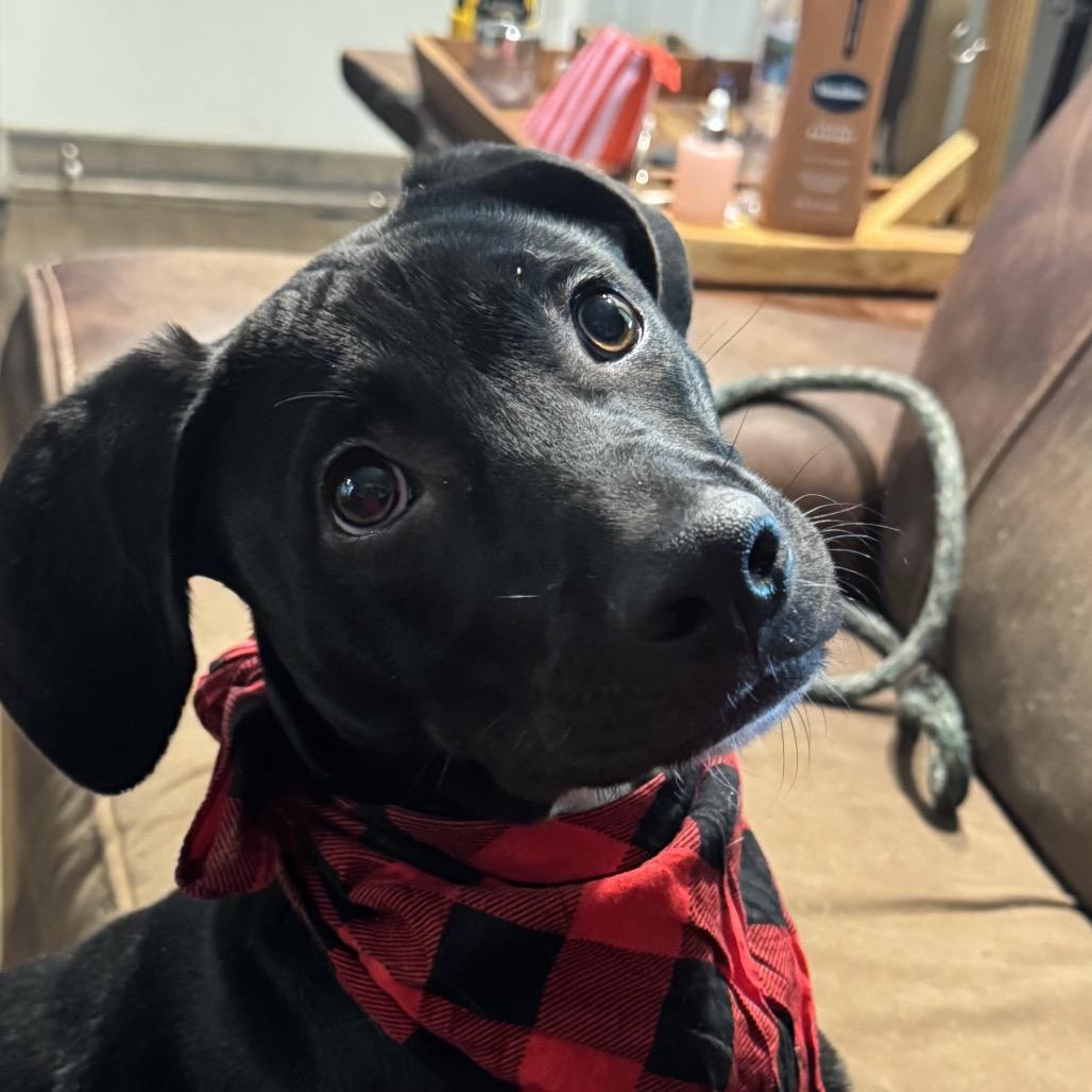 Enlarge Johnny, a Adoptable Mixed Breed in Sarasota, FL image 3/6