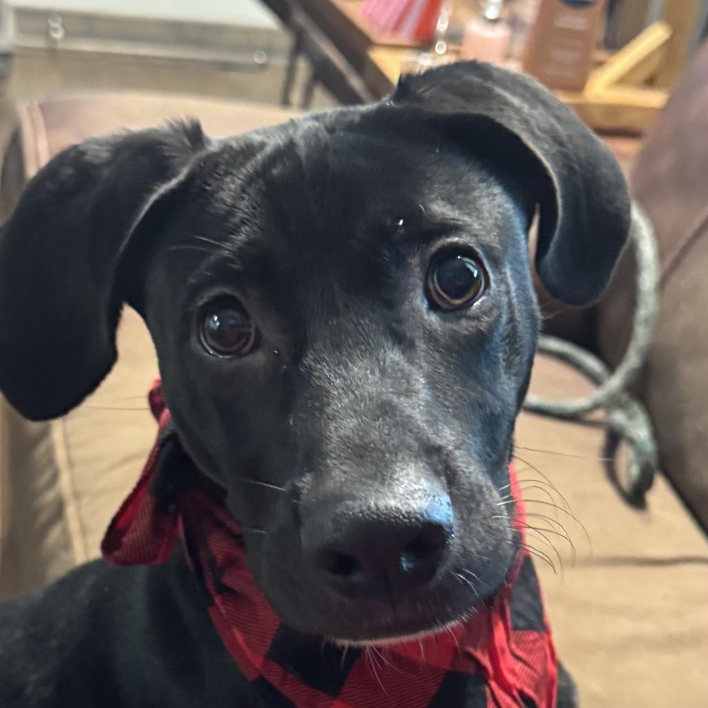 Enlarge Johnny, a Adoptable Mixed Breed in Sarasota, FL image 4/6