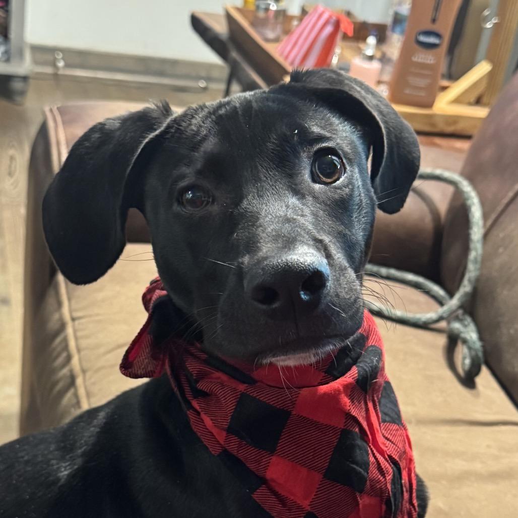 Enlarge Johnny, a Adoptable Mixed Breed in Sarasota, FL image 5/6
