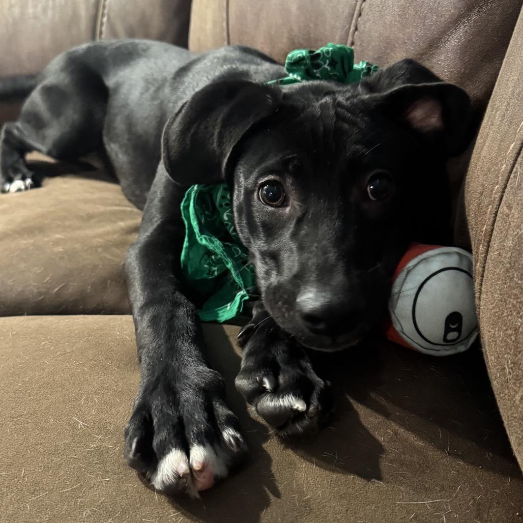 Enlarge Johnny, a Adoptable Mixed Breed in Sarasota, FL image 6/6