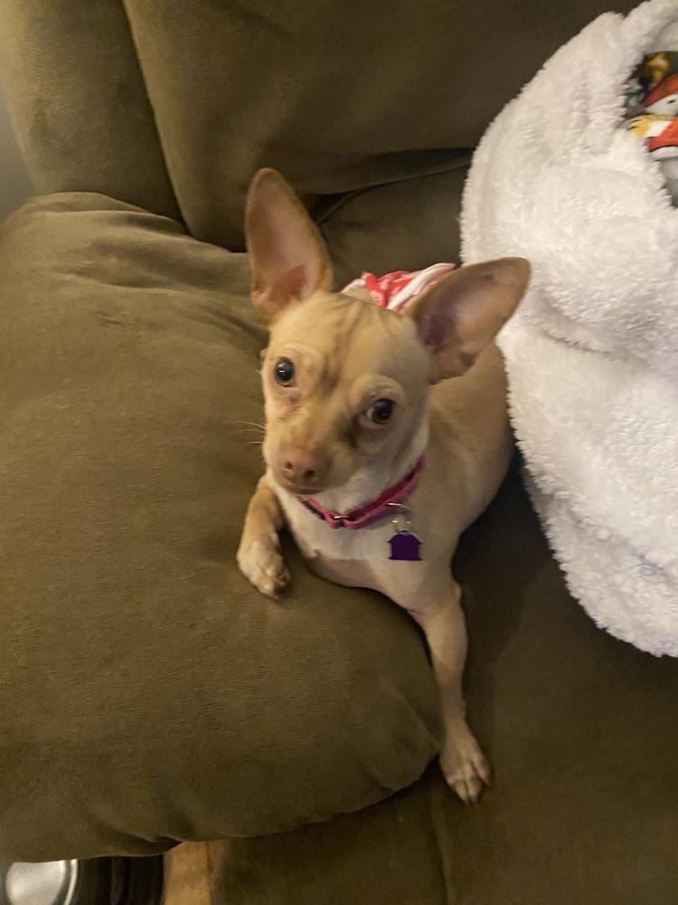 Neva, a Adoptable Chihuahua in Mundelein, IL image 1/6