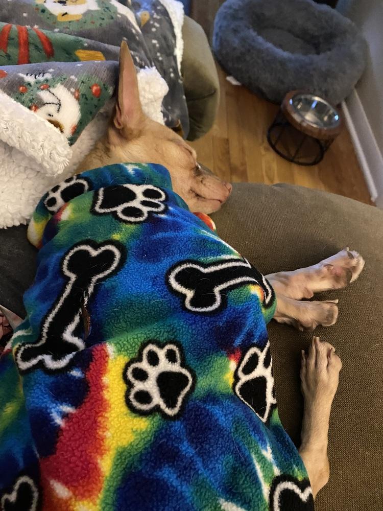 Neva, a Adoptable Chihuahua in Mundelein, IL image 2/6