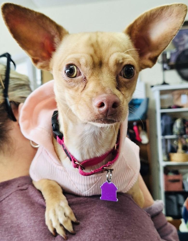 Neva, a Adoptable Chihuahua in Mundelein, IL image 5/6