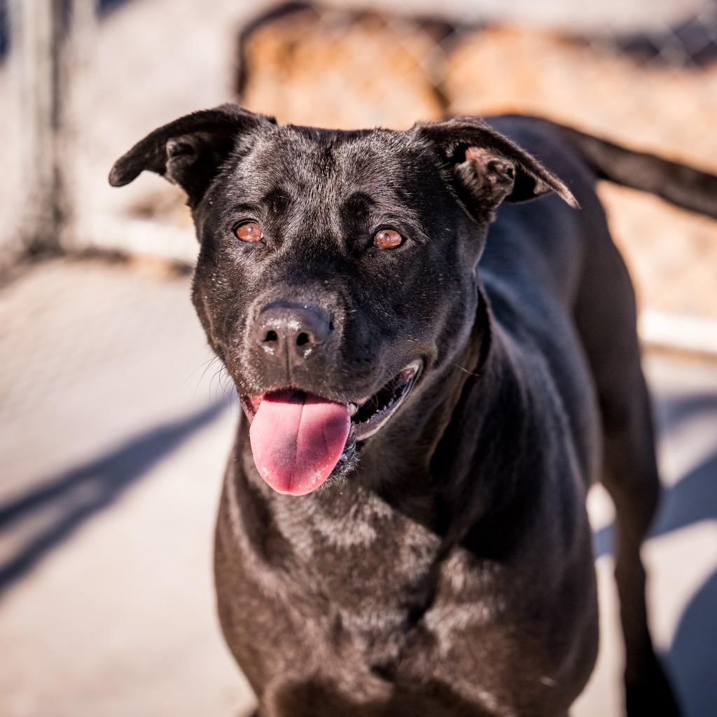 Doogle, Adoptable, Adult Female Labrador Retriever.