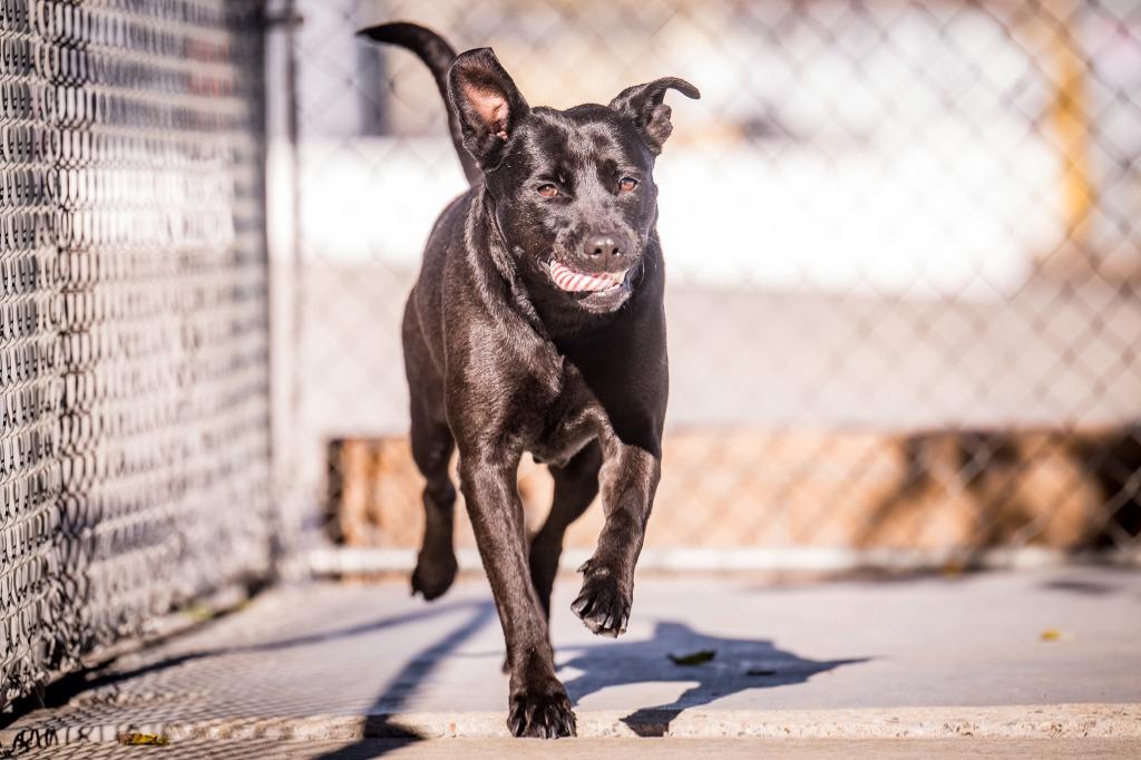 Enlarge Doogle, a Adoptable mixed breed in Twentynine Palms, CA image 4/5