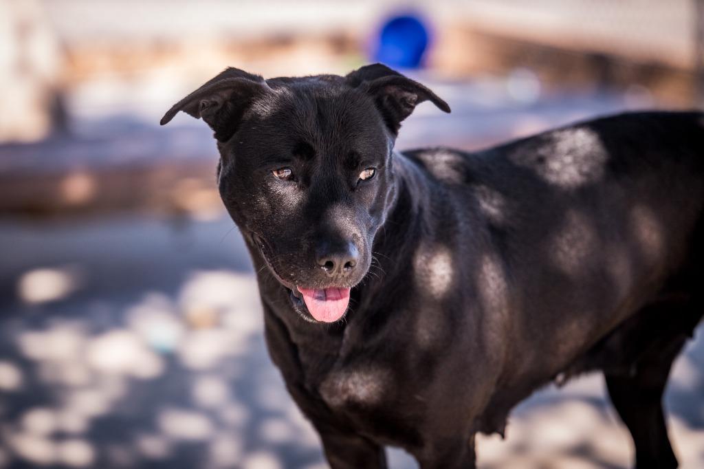 Enlarge Doogle, a Adoptable mixed breed in Twentynine Palms, CA image 5/5