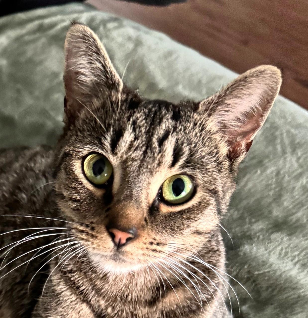 Enlarge Willow, an adopted mixed breed in Bridgeport, CT image 1/2