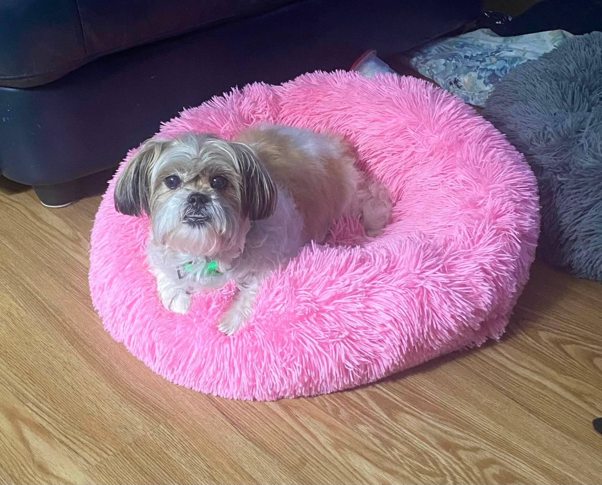 Enlarge Quinnie, a ADOPTABLE mixed breed in Rochester , NY image 3/6