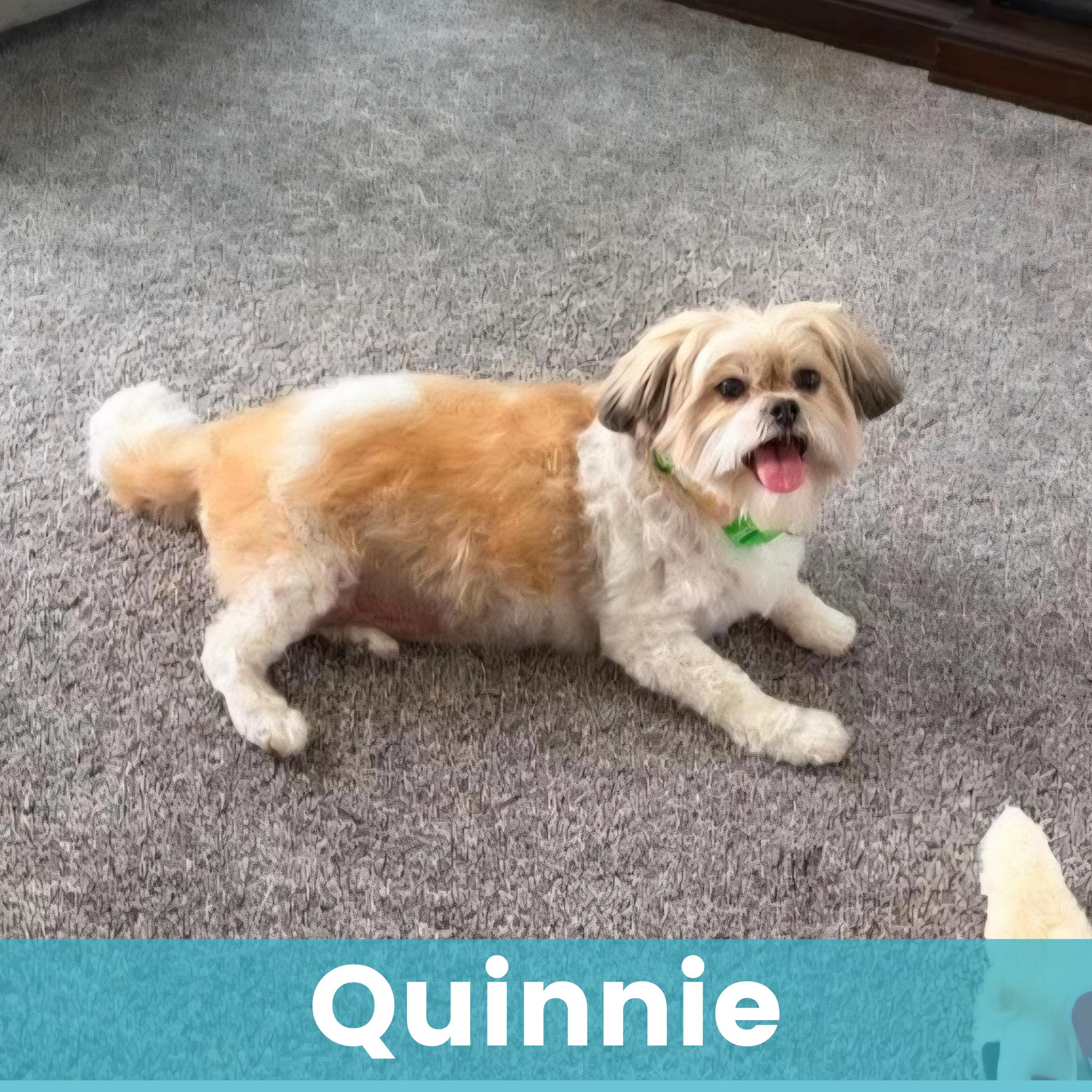 Quinnie, ADOPTABLE, Senior Female Shih Tzu.