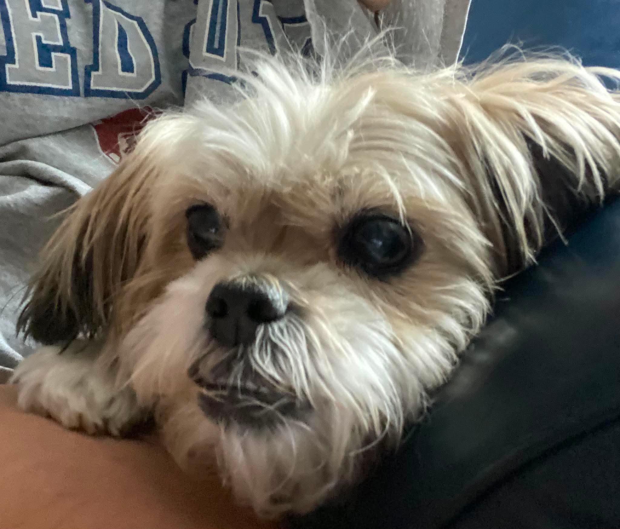 Enlarge Quinnie, a ADOPTABLE mixed breed in Rochester , NY image 2/6