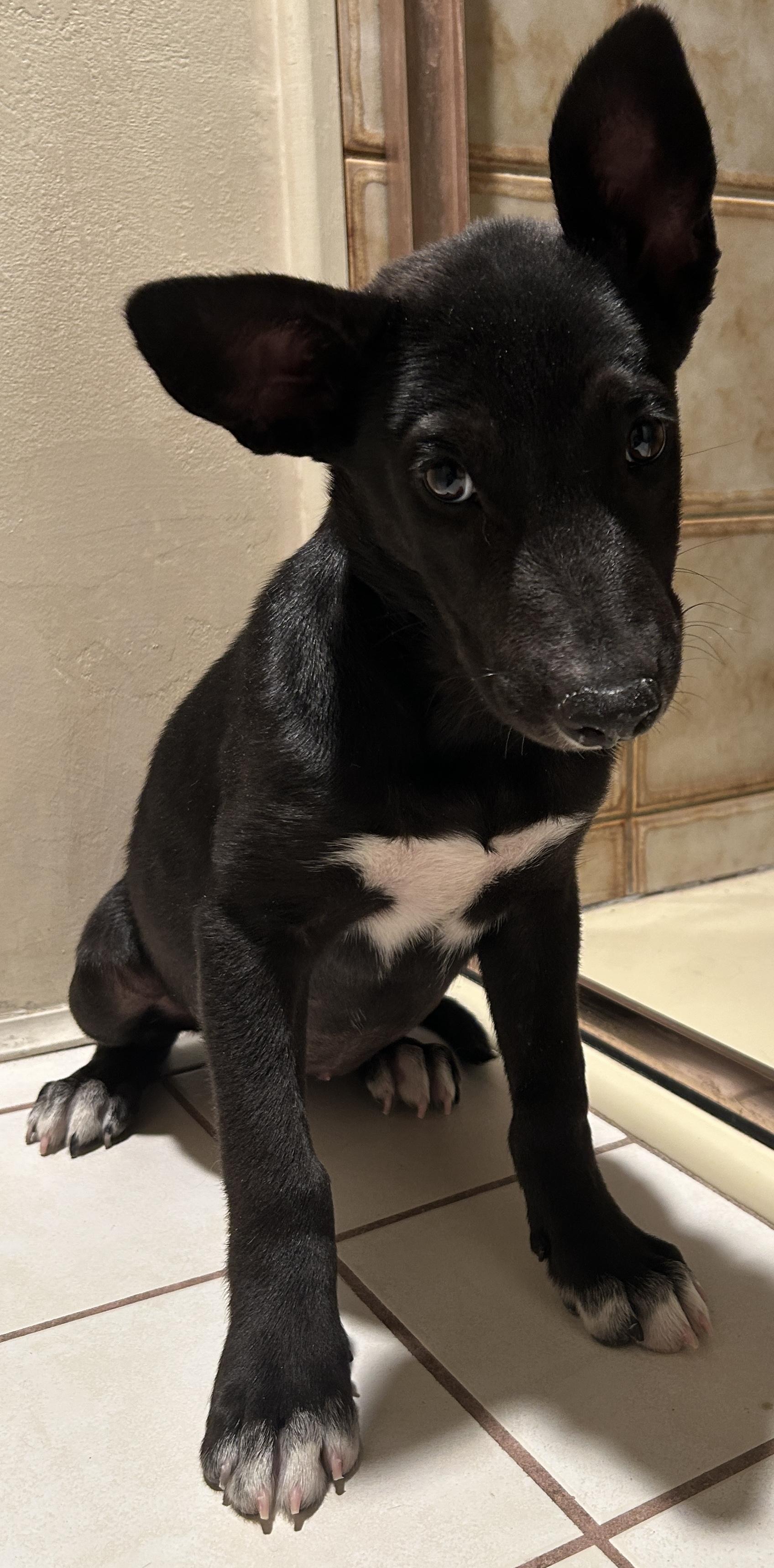 MOKA, ADOPTABLE, Puppy Female Black Labrador Retriever.