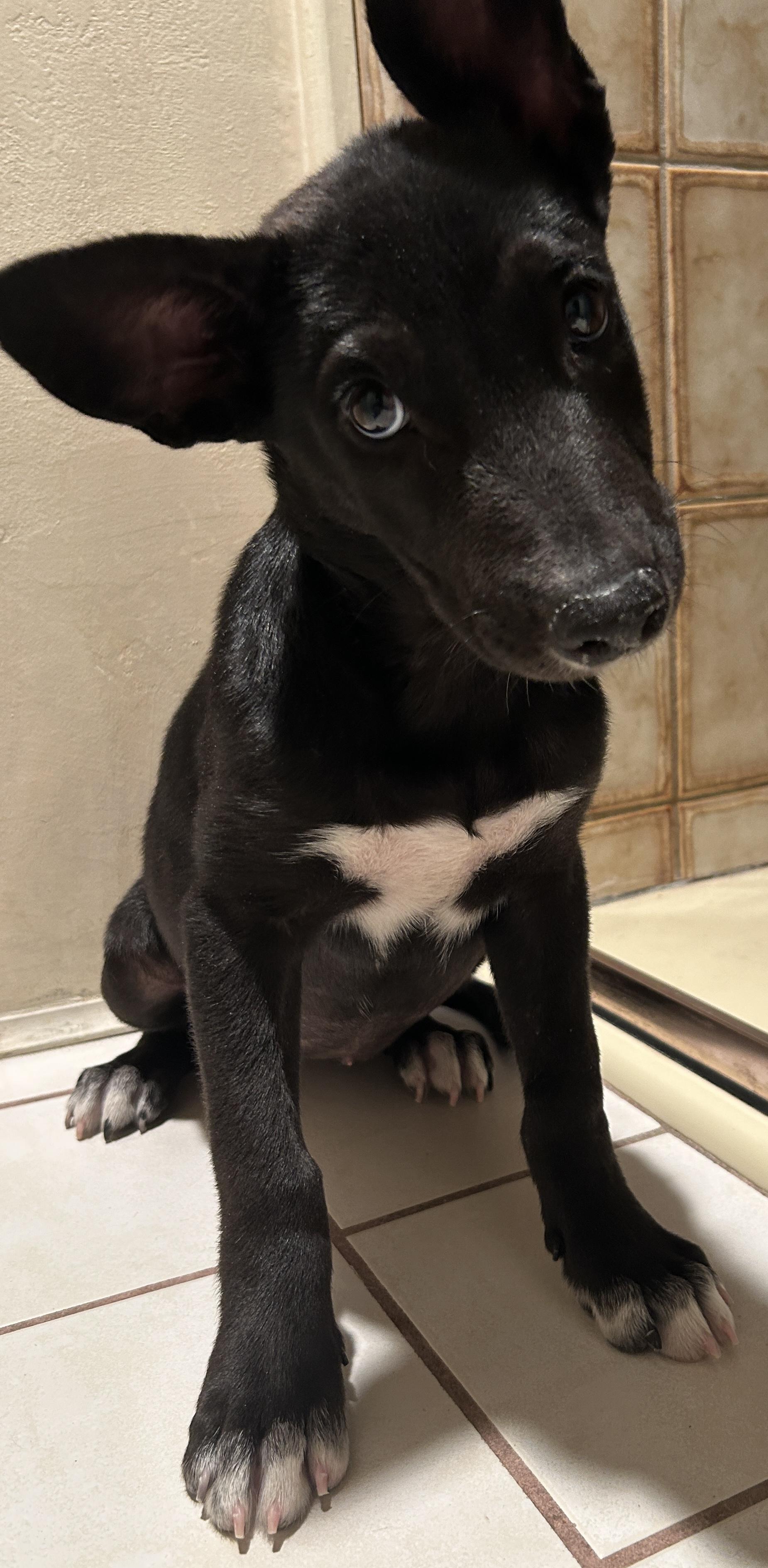 Enlarge MOKA, a ADOPTABLE mixed breed in El Cajon, CA image 3/5