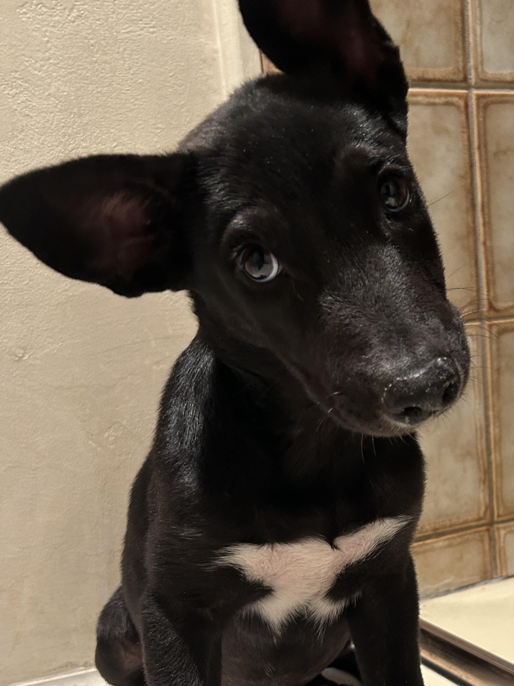 Enlarge MOKA, a ADOPTABLE mixed breed in El Cajon, CA image 2/5