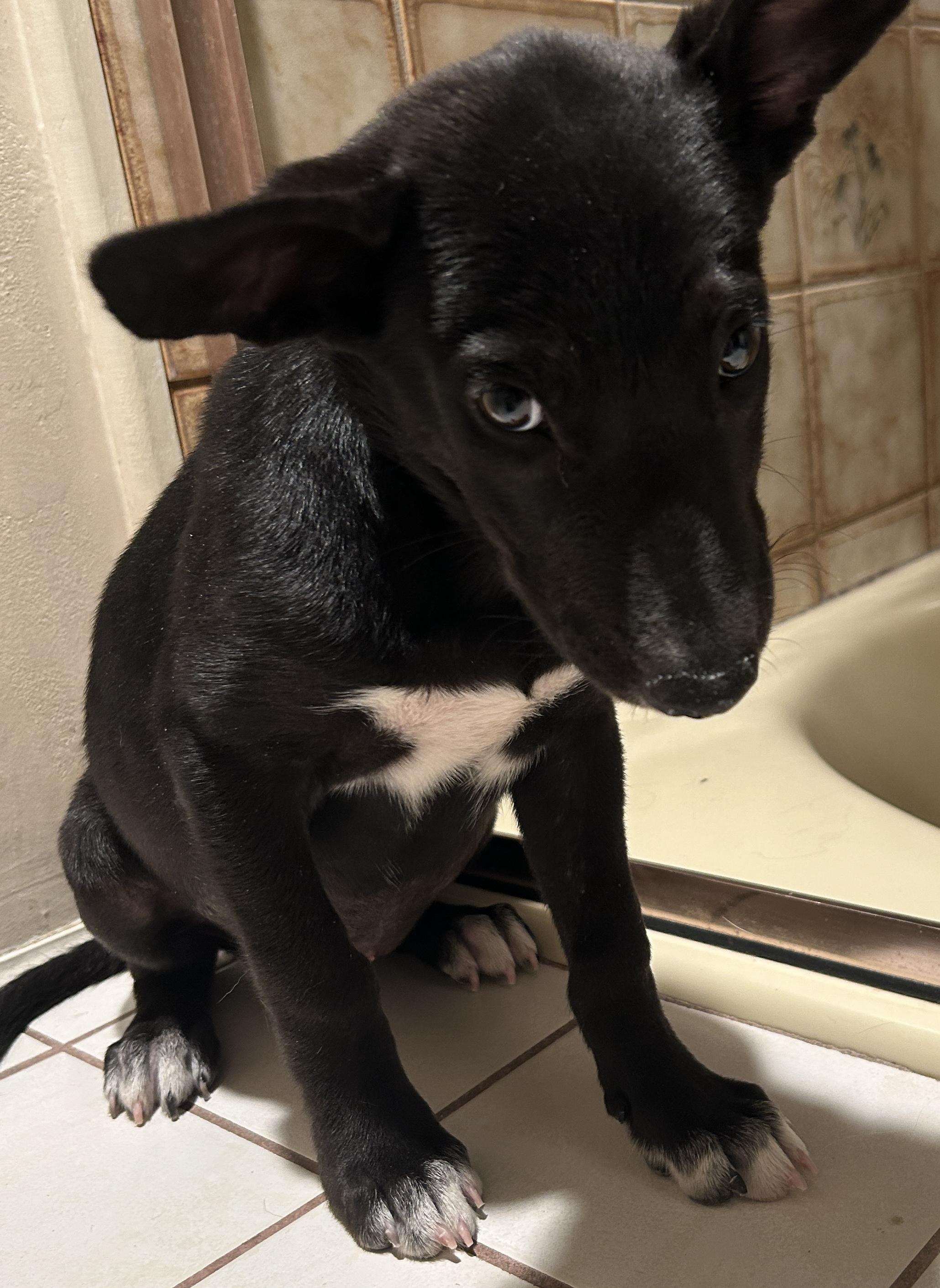 Enlarge MOKA, a ADOPTABLE mixed breed in El Cajon, CA image 5/5