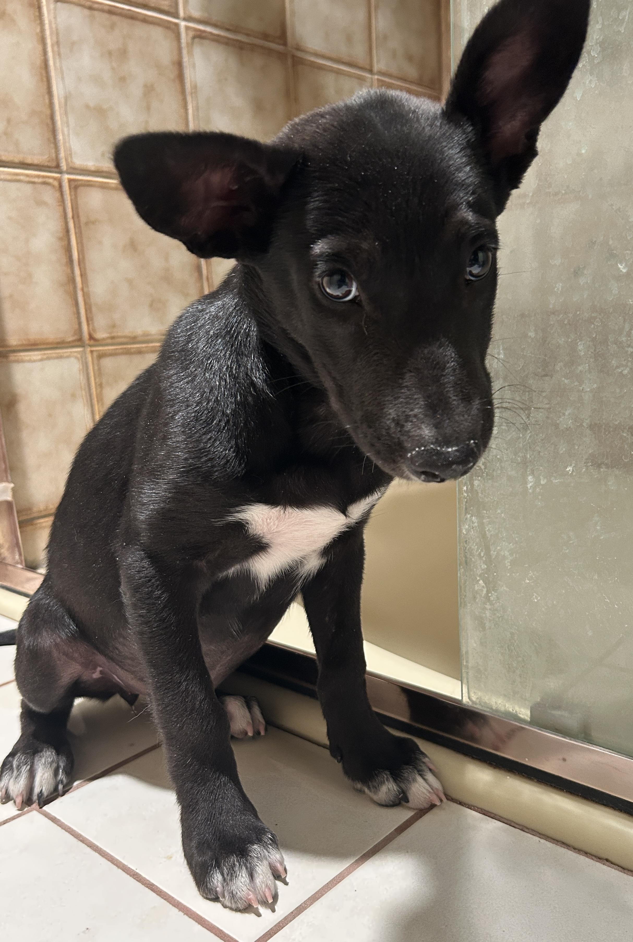 Enlarge MOKA, a ADOPTABLE mixed breed in El Cajon, CA image 4/5