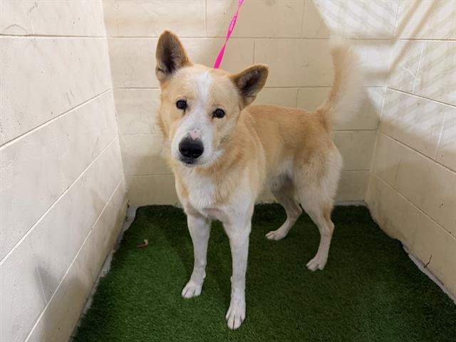 A1259544, Adoptable, Adult Male Canaan Dog.