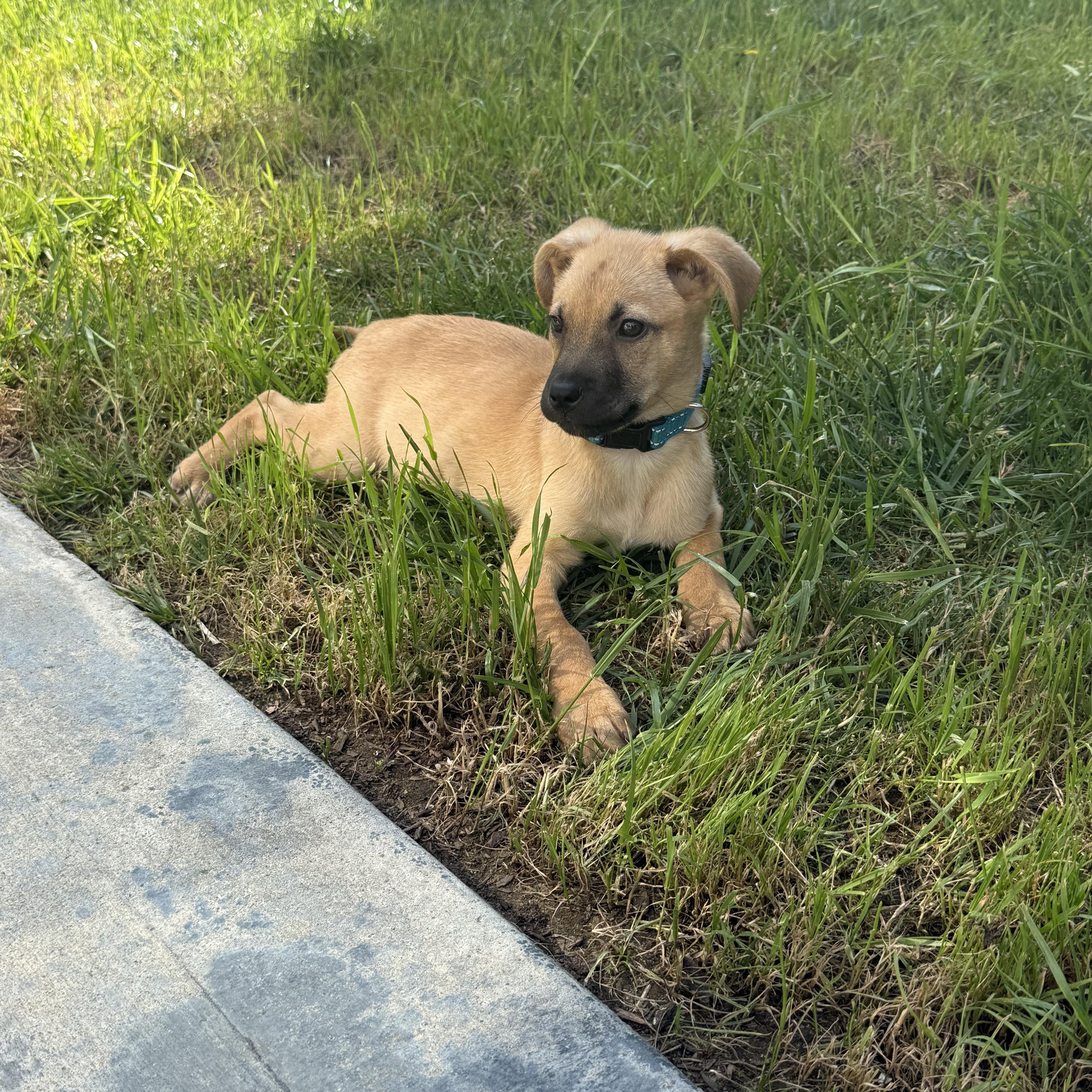 Enlarge Beaver, a Adoptable mixed breed in San Diego, CA image 1/6