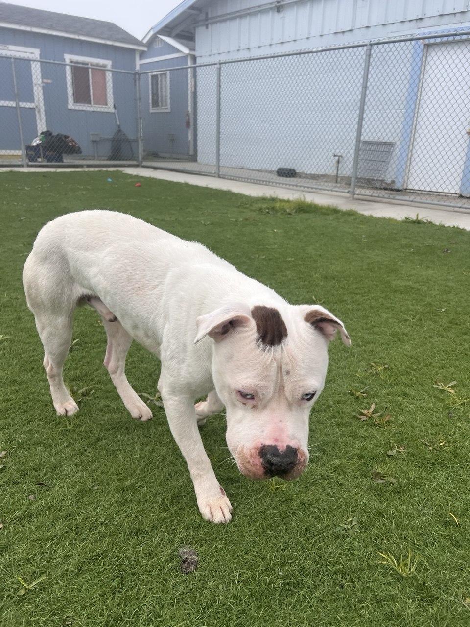 COFFEE (AVAILABLE JANUARY 27TH, 2026), ADOPTABLE, Adult Male American Staffordshire Terrier & Boxer.